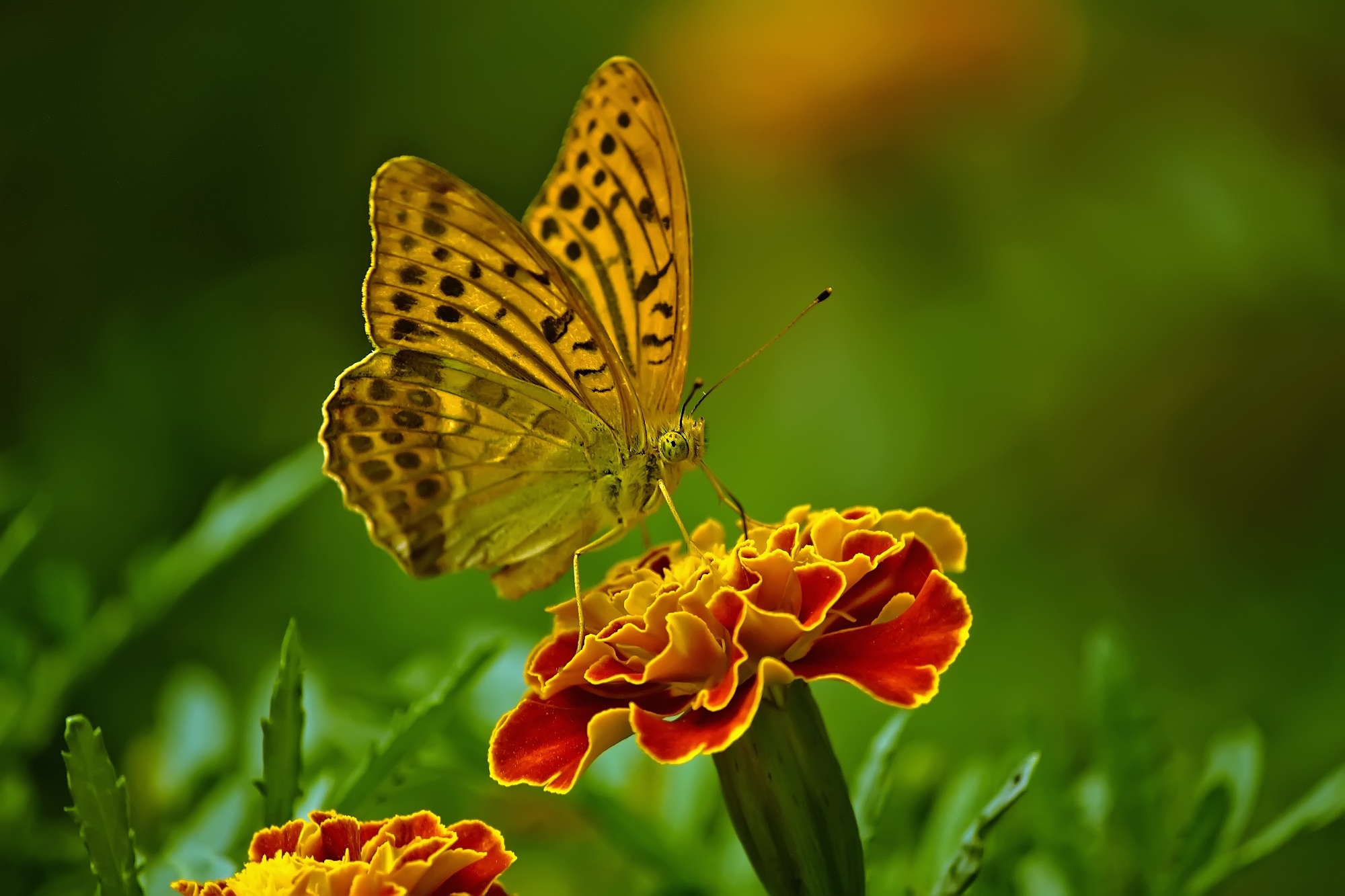 Download mobile wallpaper Flower, Macro, Insect, Butterfly, Animal, Marigold for free.
