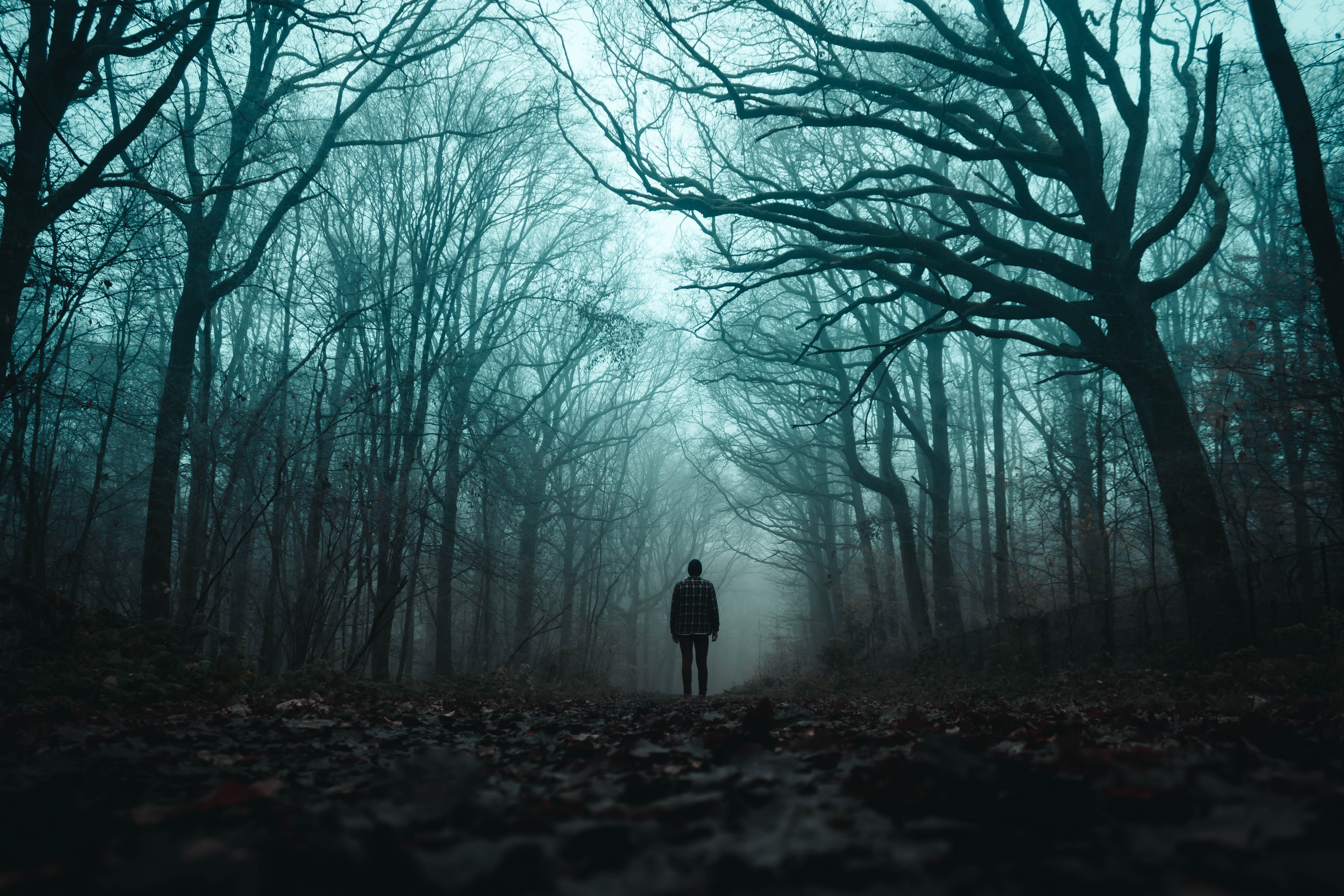 loneliness, silhouette, miscellanea, miscellaneous, forest, fog, gloomy HD wallpaper