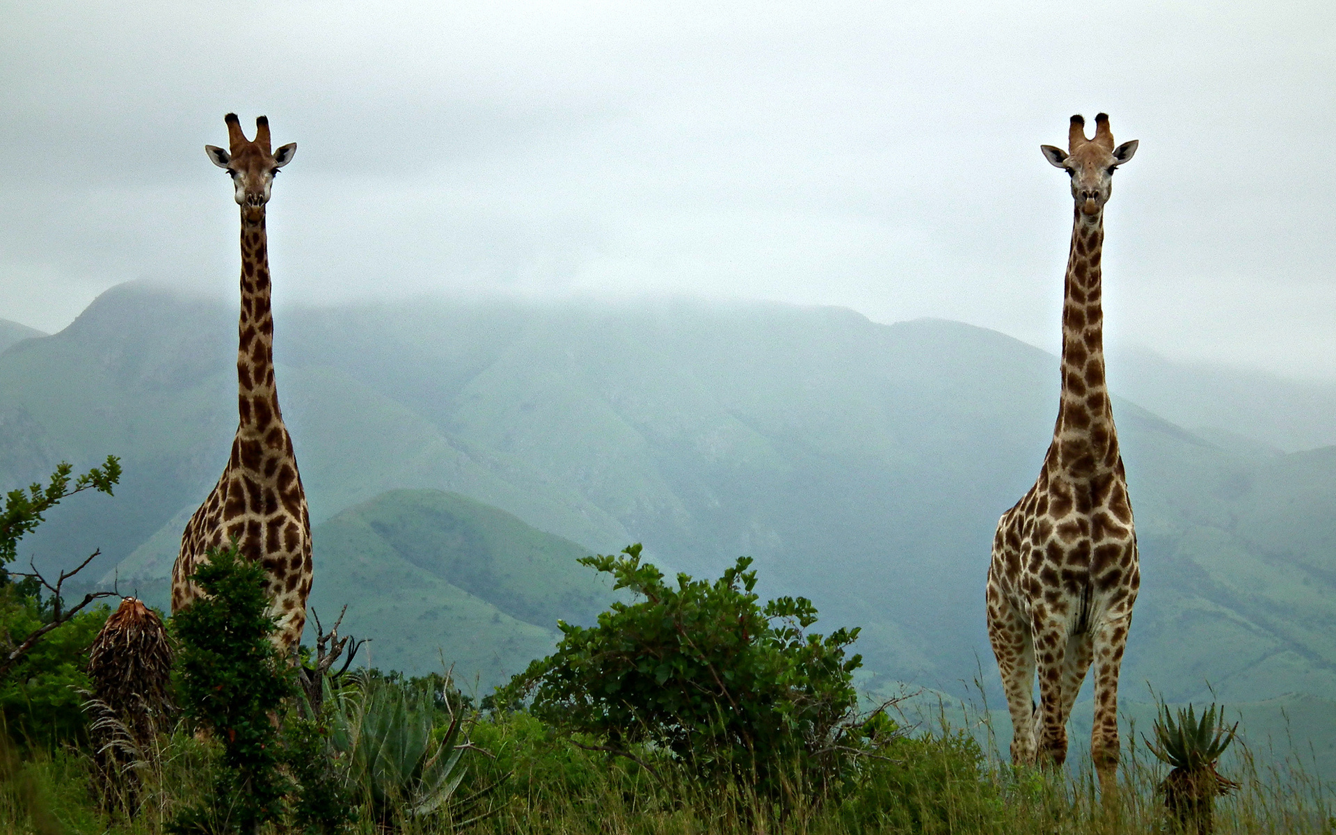 565356 descargar imagen animales, jirafa: fondos de pantalla y protectores de pantalla gratis