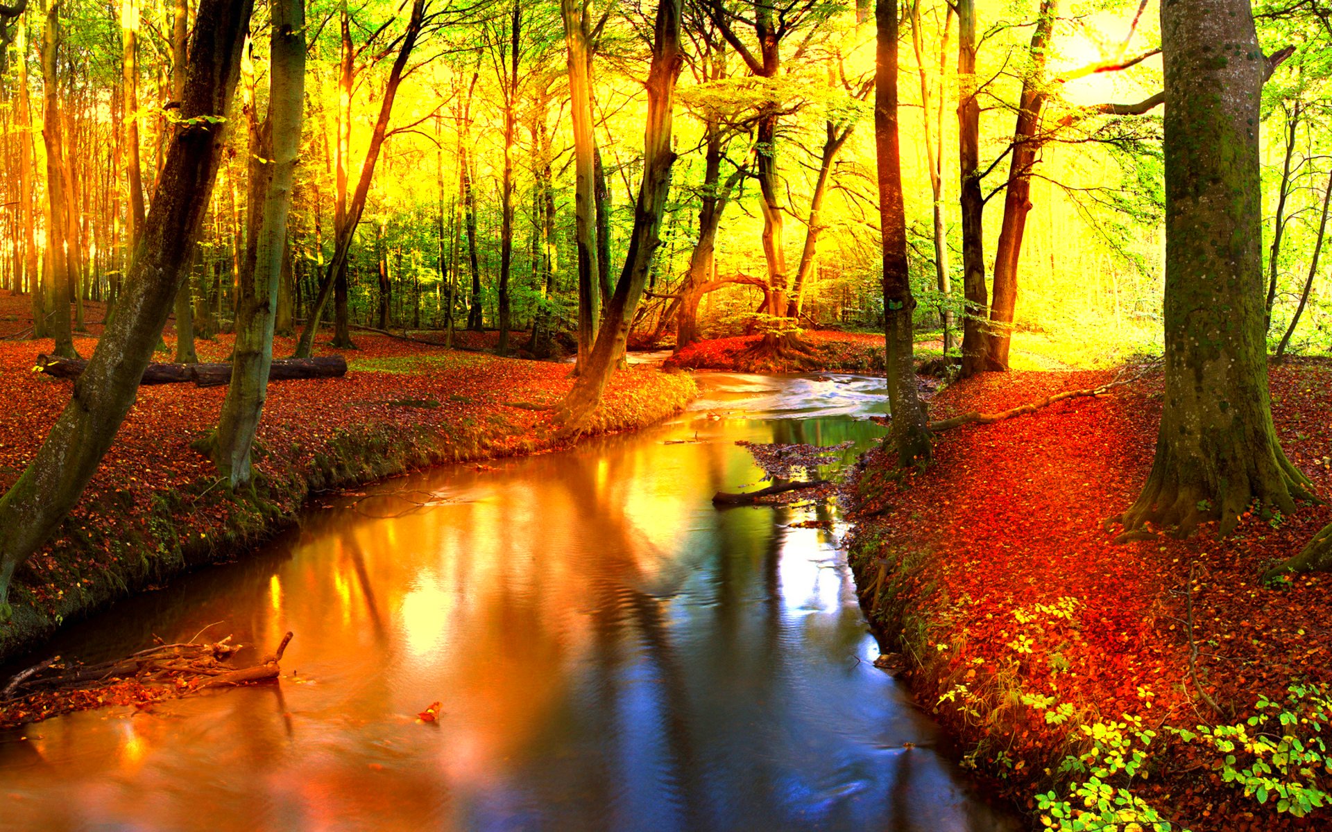 Descarga gratis la imagen Otoño, Bosque, Árbol, Tierra/naturaleza en el escritorio de tu PC