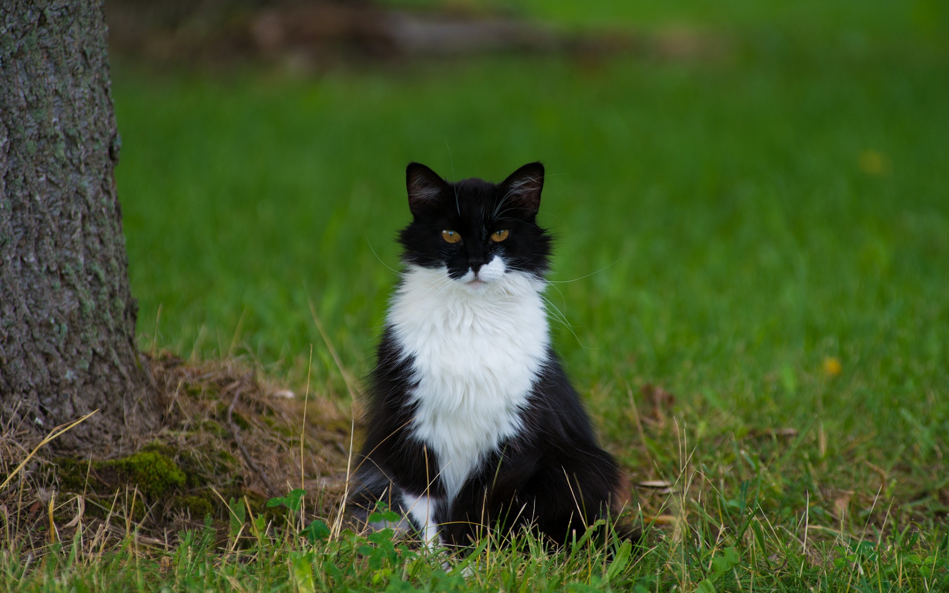 Descarga gratuita de fondo de pantalla para móvil de Animales, Gatos, Gato.