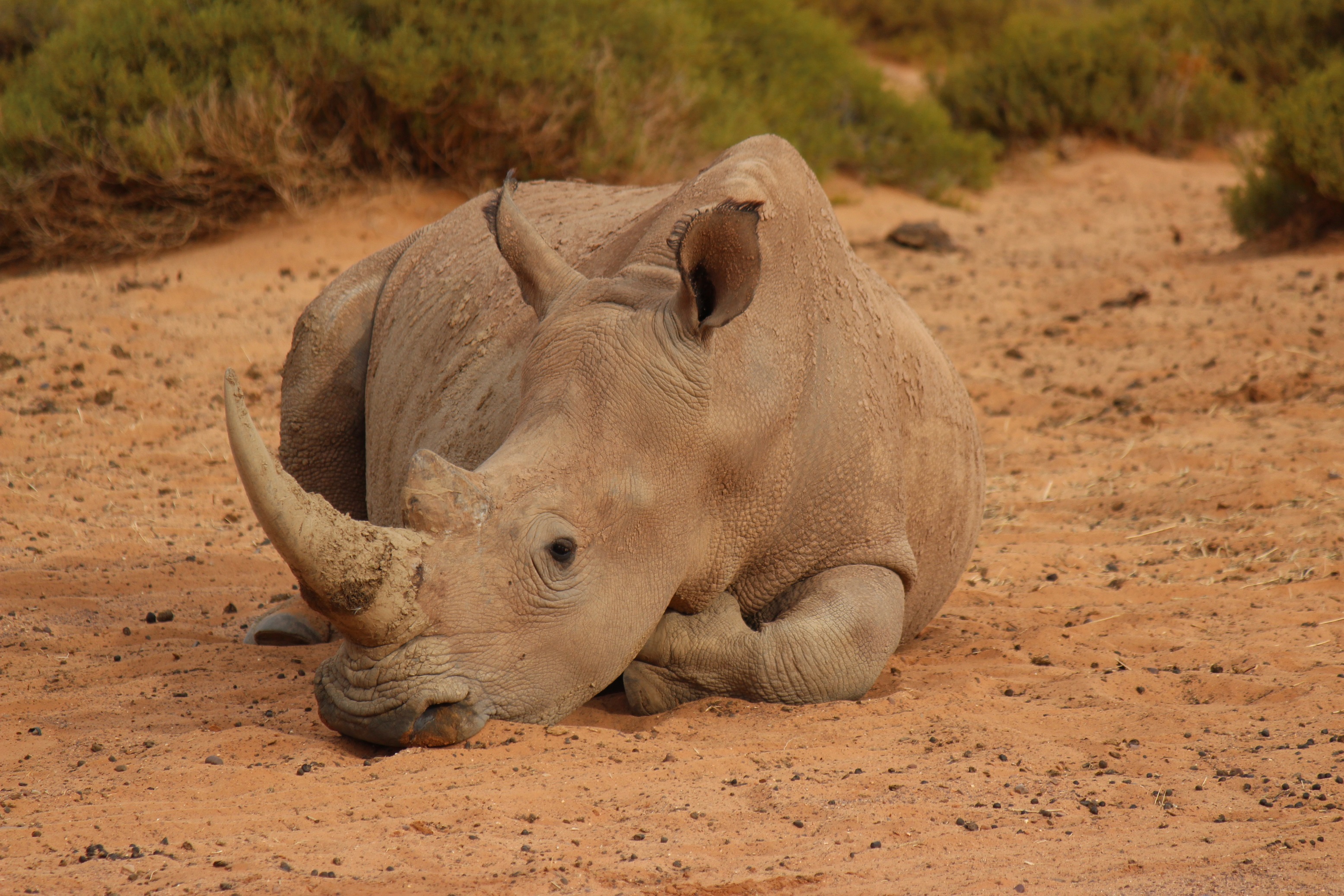Descarga gratuita de fondo de pantalla para móvil de Animales, Rinoceronte, África, Descansando.
