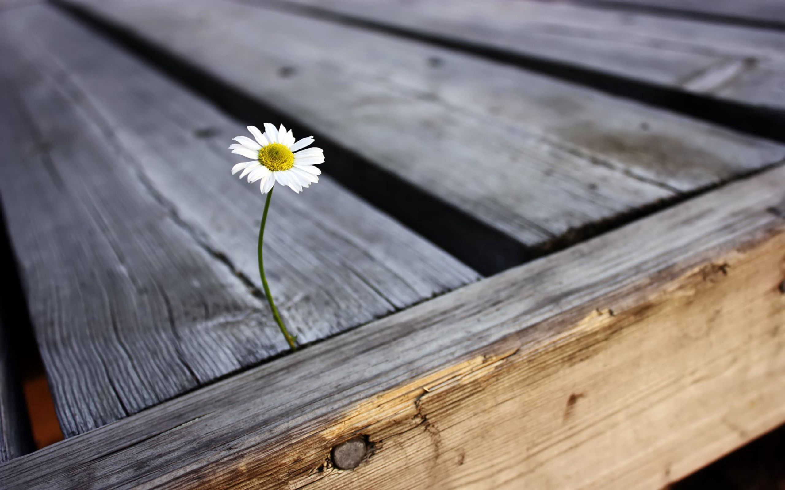 flowers, camomile, flower, chamomile, planks, board, nail