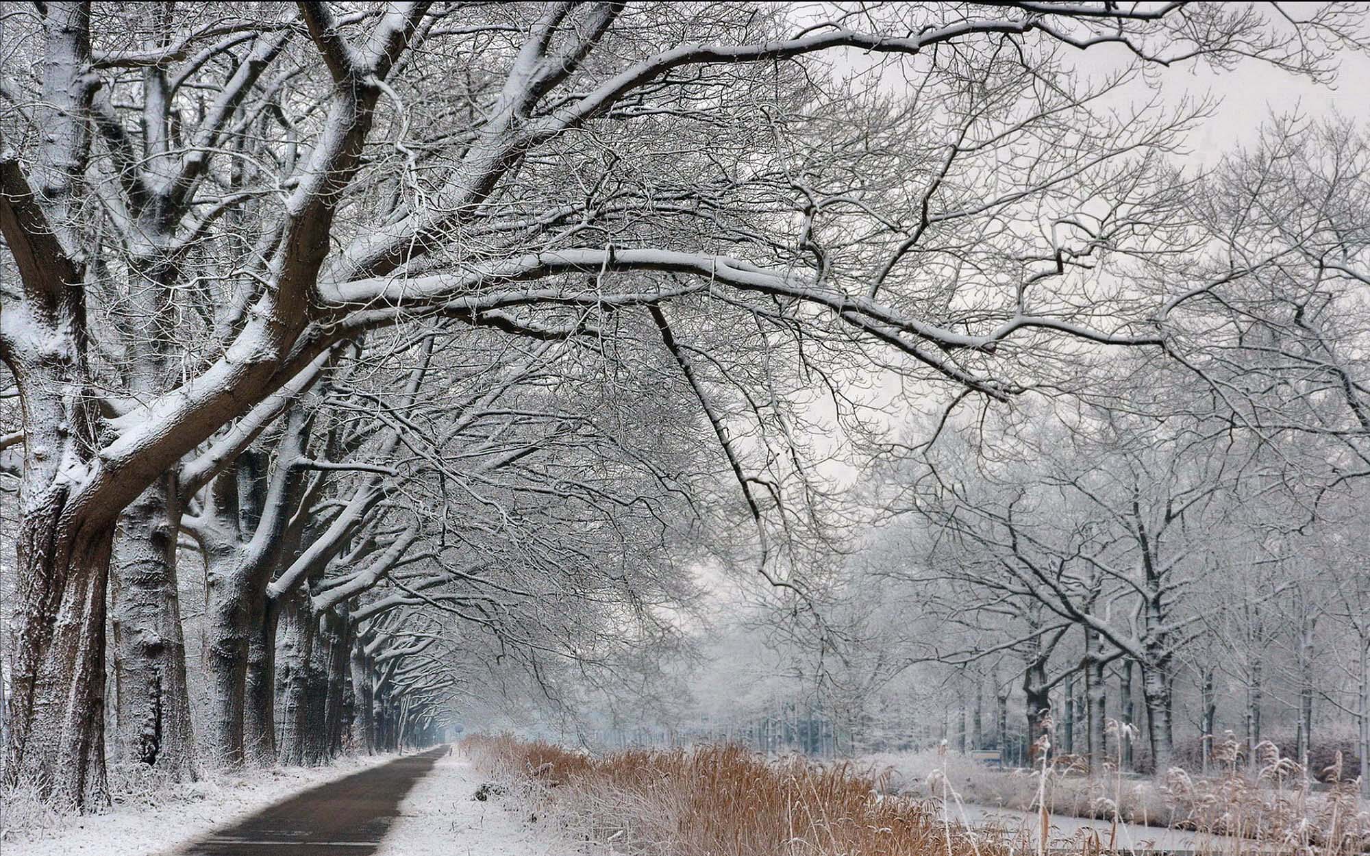 PCデスクトップに冬, 木, 雪, 道, 地球, 並木道画像を無料でダウンロード