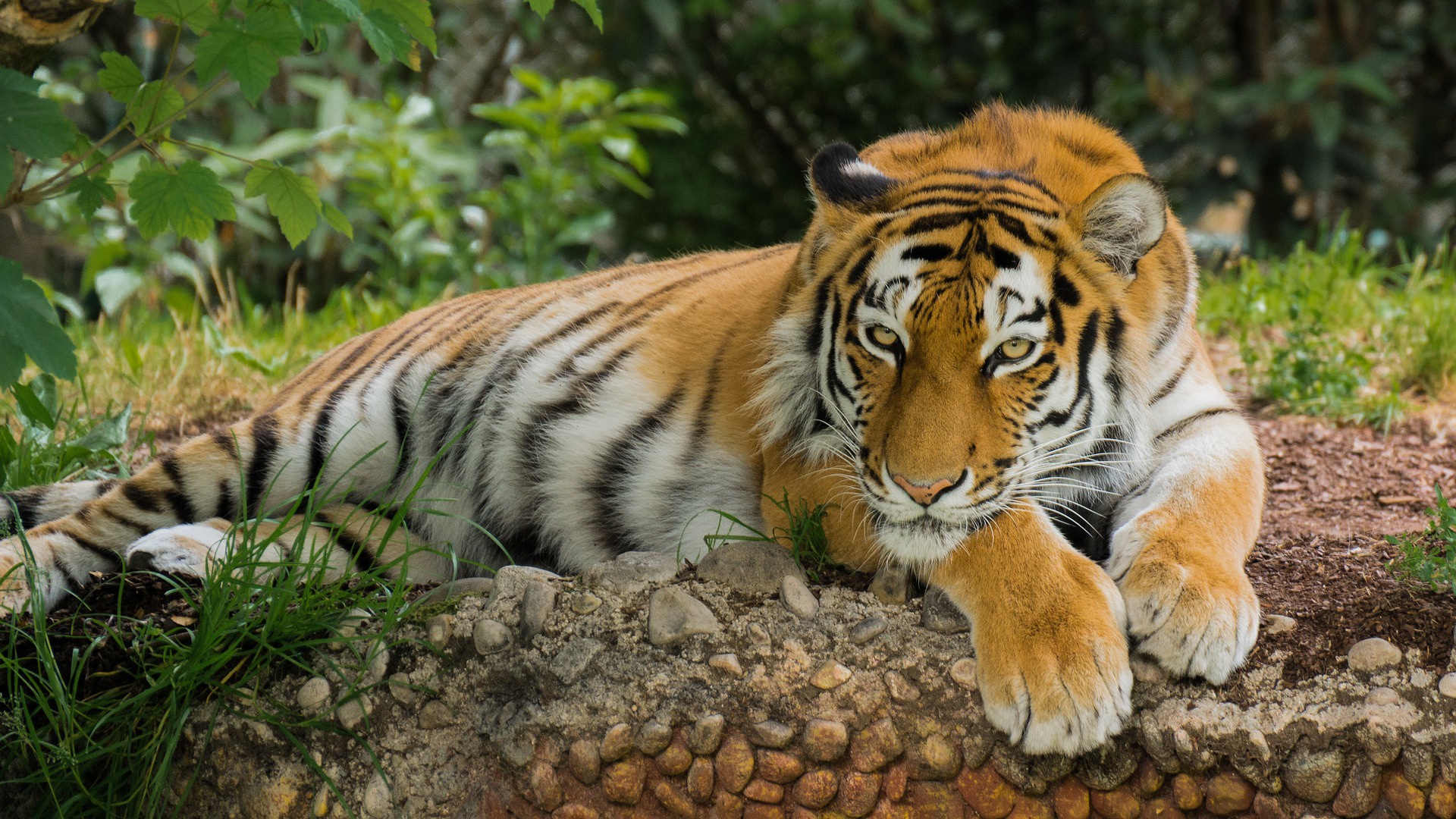 Téléchargez gratuitement l'image Animaux, Chats, Tigre sur le bureau de votre PC