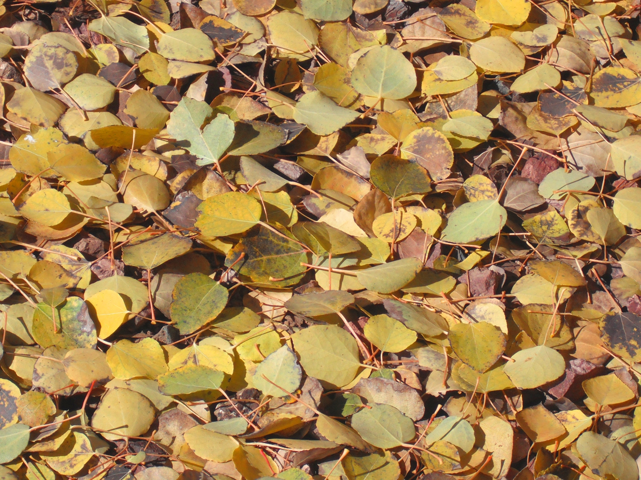 Download mobile wallpaper Carpet Of Leaves, Leaf, Nature, Earth for free.