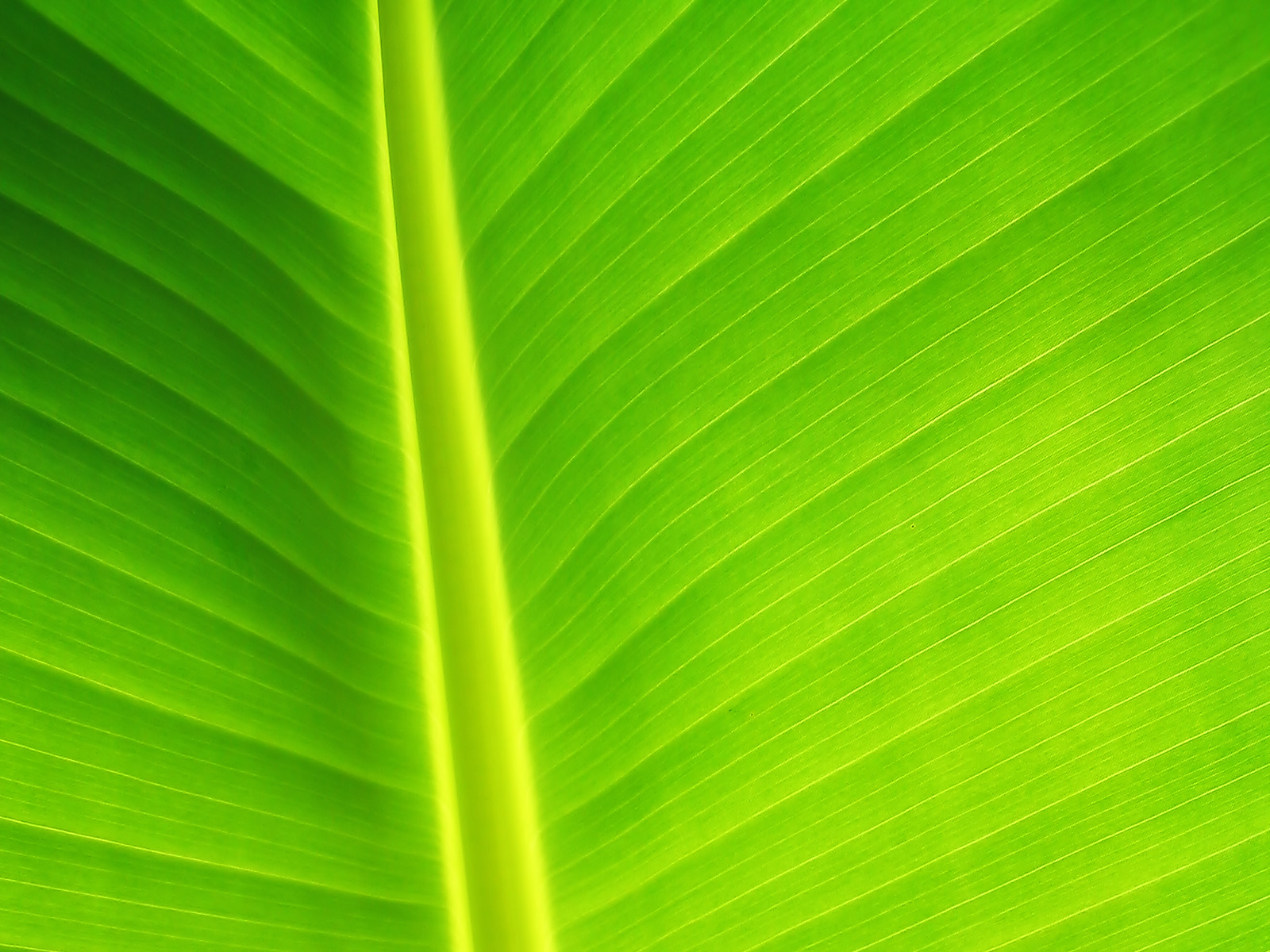 Download mobile wallpaper Plant, Macro, Close Up, Leaf, Earth for free.