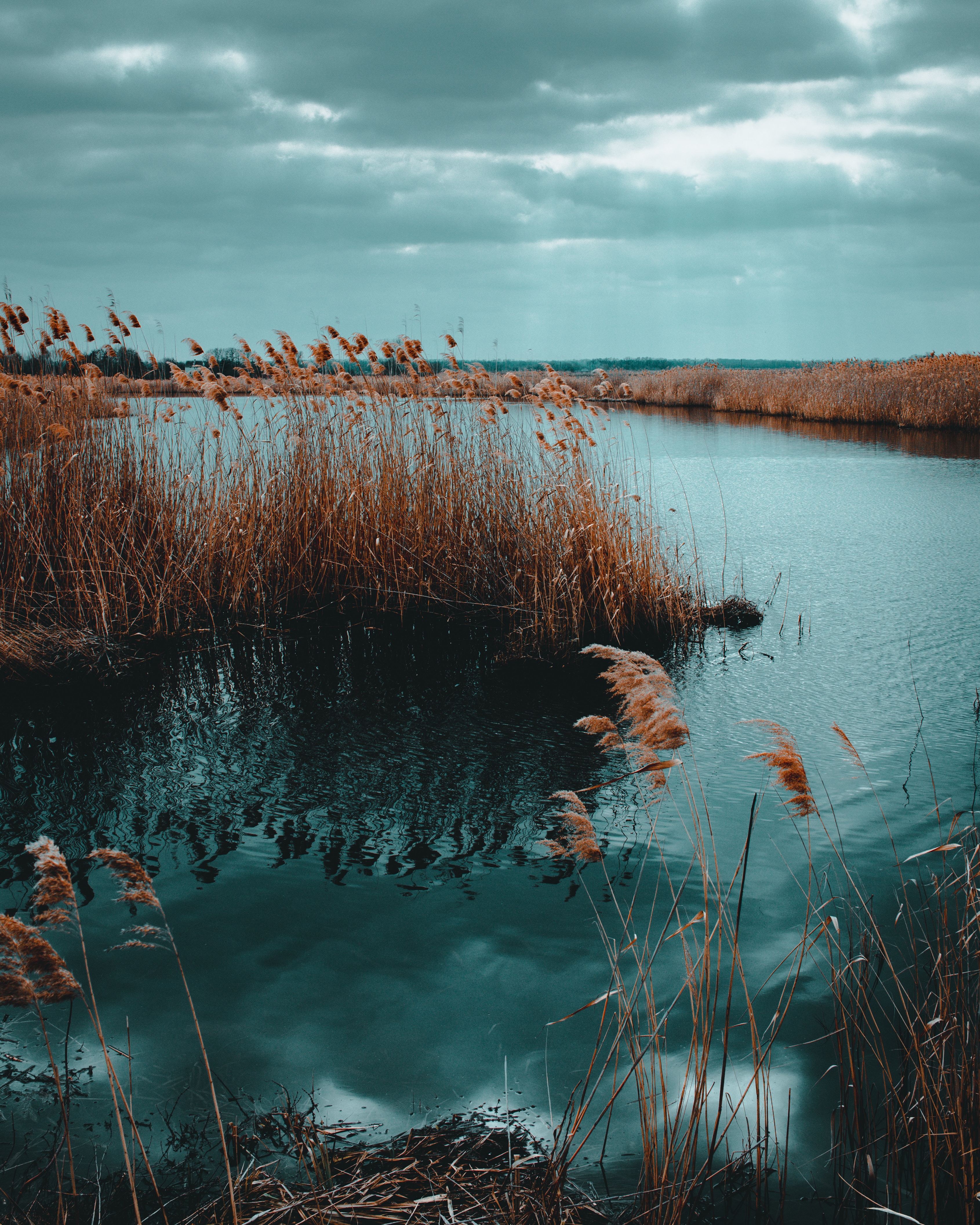 Download mobile wallpaper Shore, Grass, Bank, Cane, Reed, Dry, Lake, Water, Nature for free.