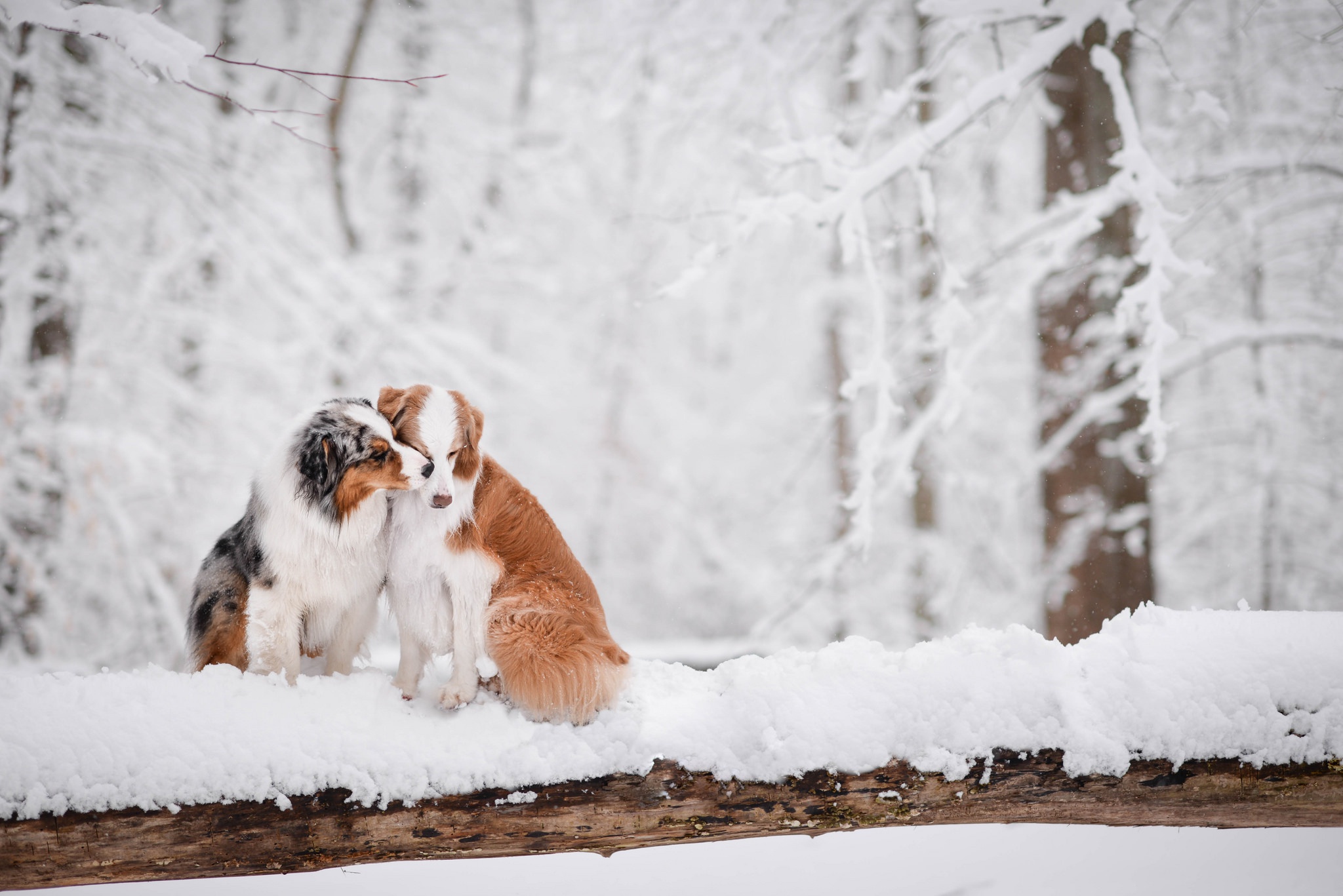 PCデスクトップに動物, 冬, 雪, 犬, オーストラリアン シェパード画像を無料でダウンロード