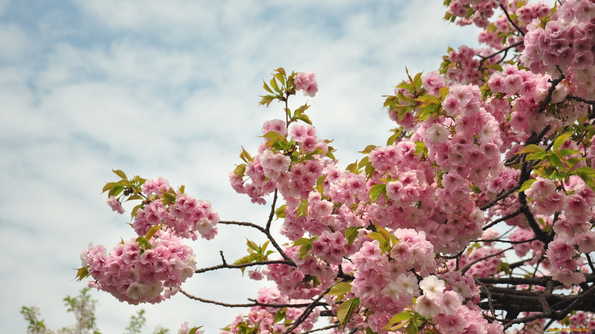 Download mobile wallpaper Flowers, Branch, Earth, Spring, Blossom, Pink Flower, Cherry Tree for free.