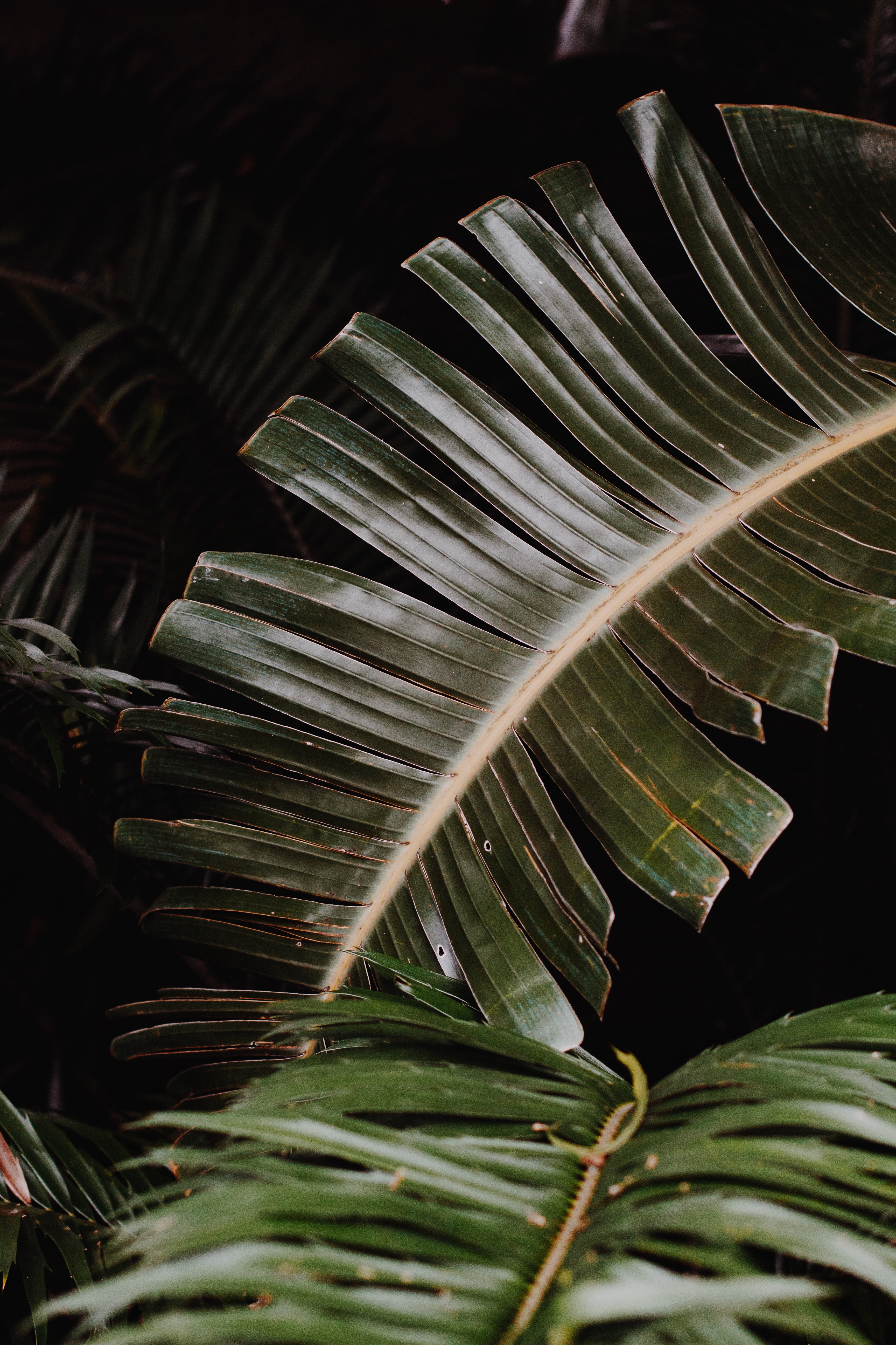 Handy-Wallpaper Palm, Blätter, Pflanze, Makro, Palme kostenlos herunterladen.