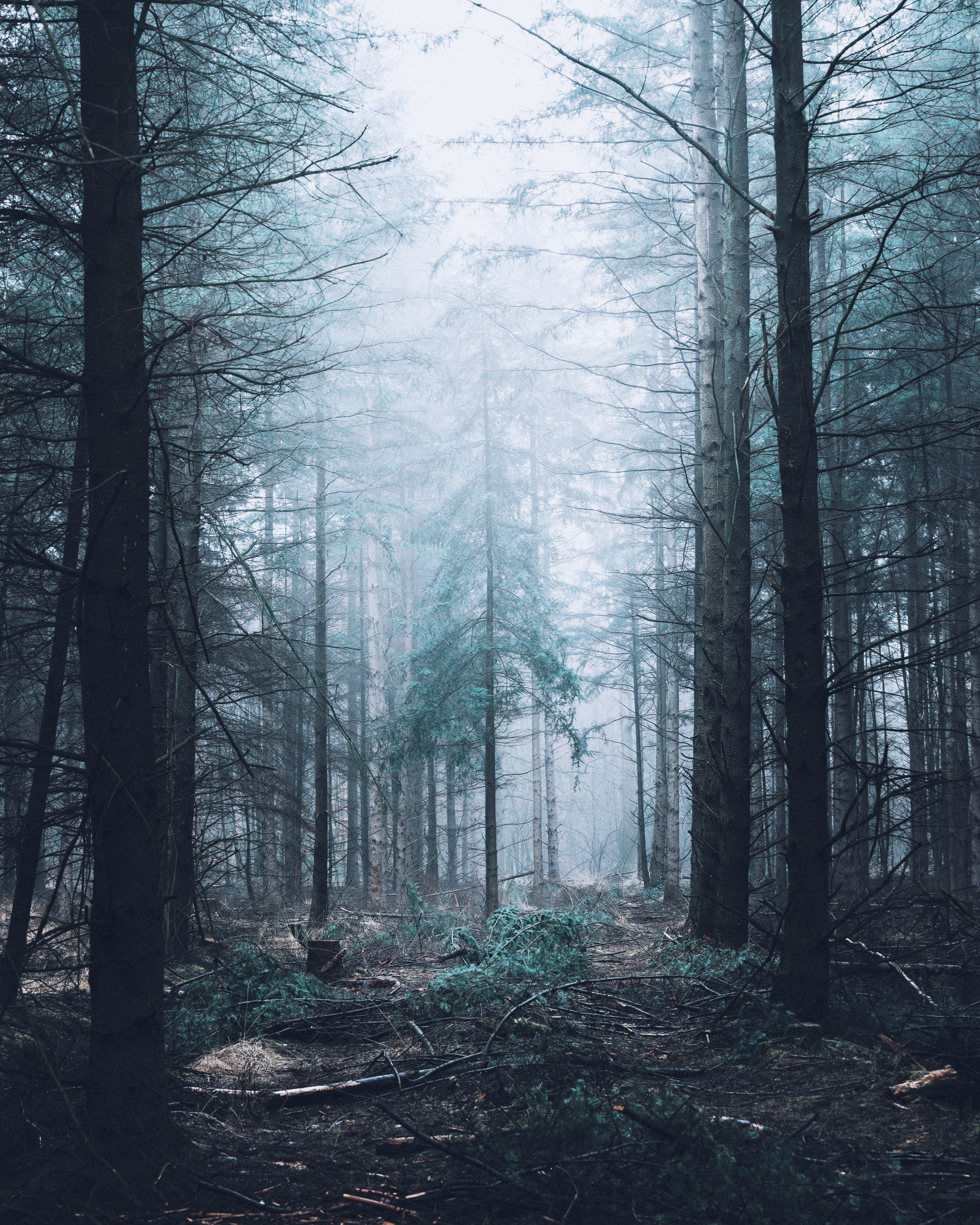 Download mobile wallpaper Fog, Trees, Pine, Nature, Forest for free.