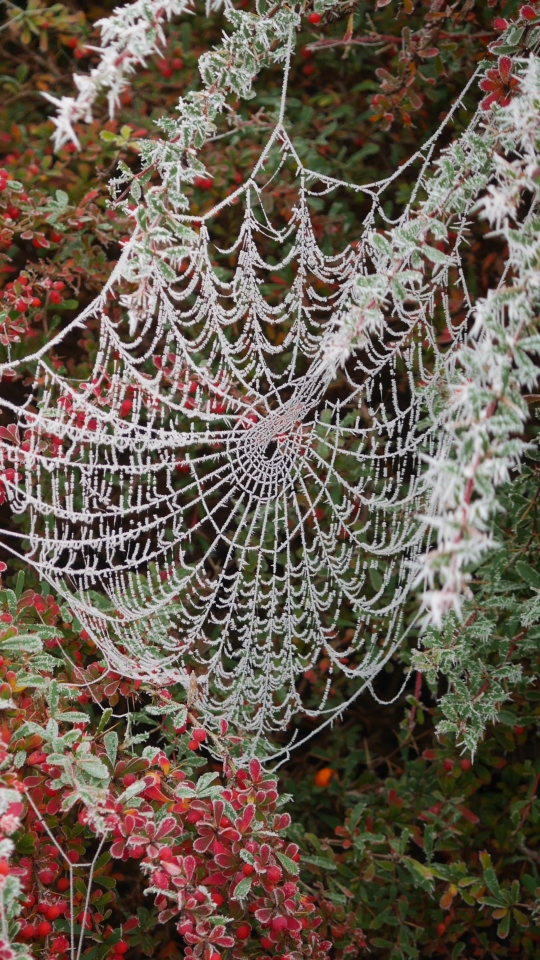 Download mobile wallpaper Nature, Frost, Photography, Spider Web for free.