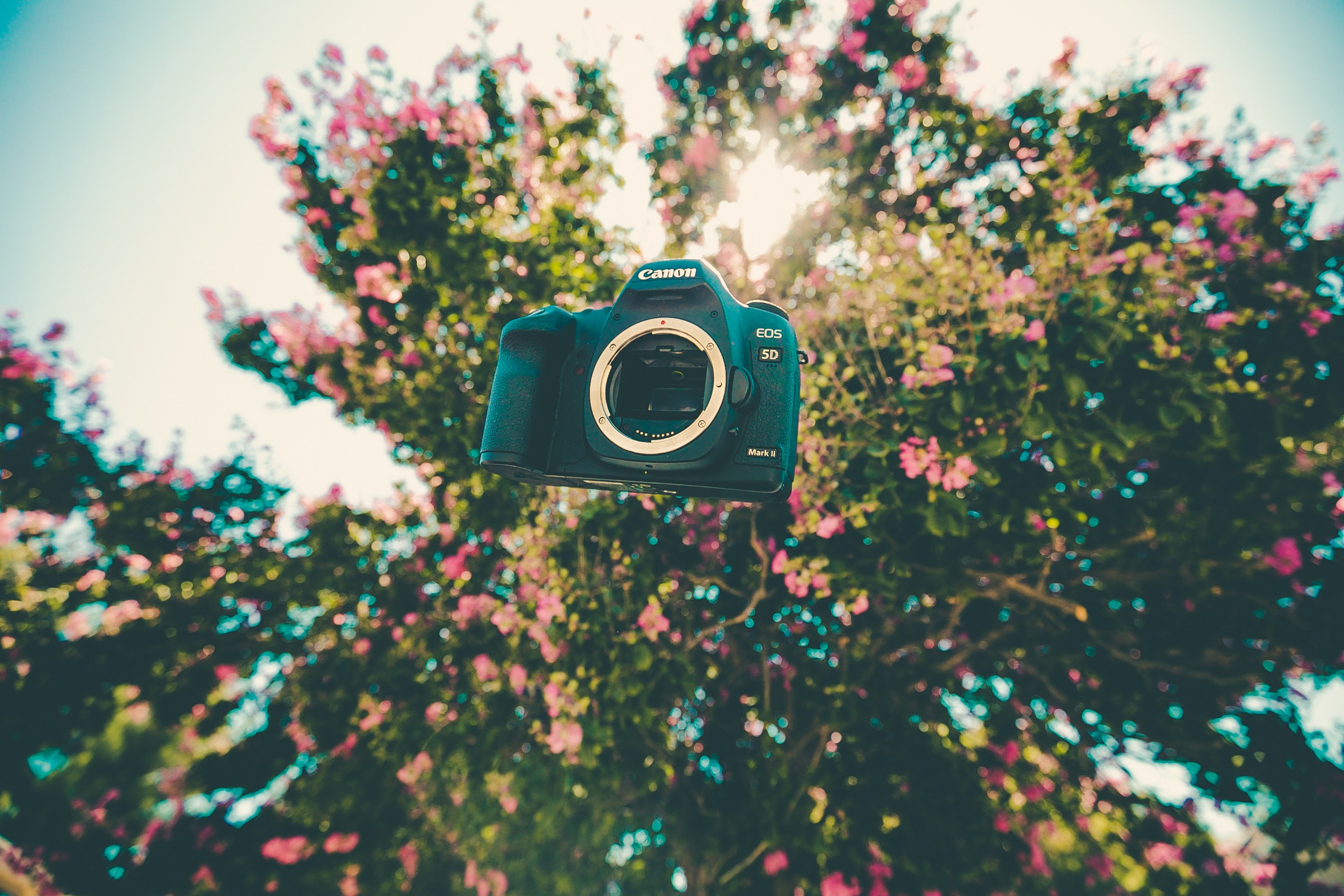 man made, camera, bokeh, canon, depth of field, flower, tree