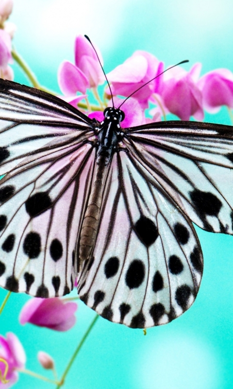 Download mobile wallpaper Butterfly, Animal for free.