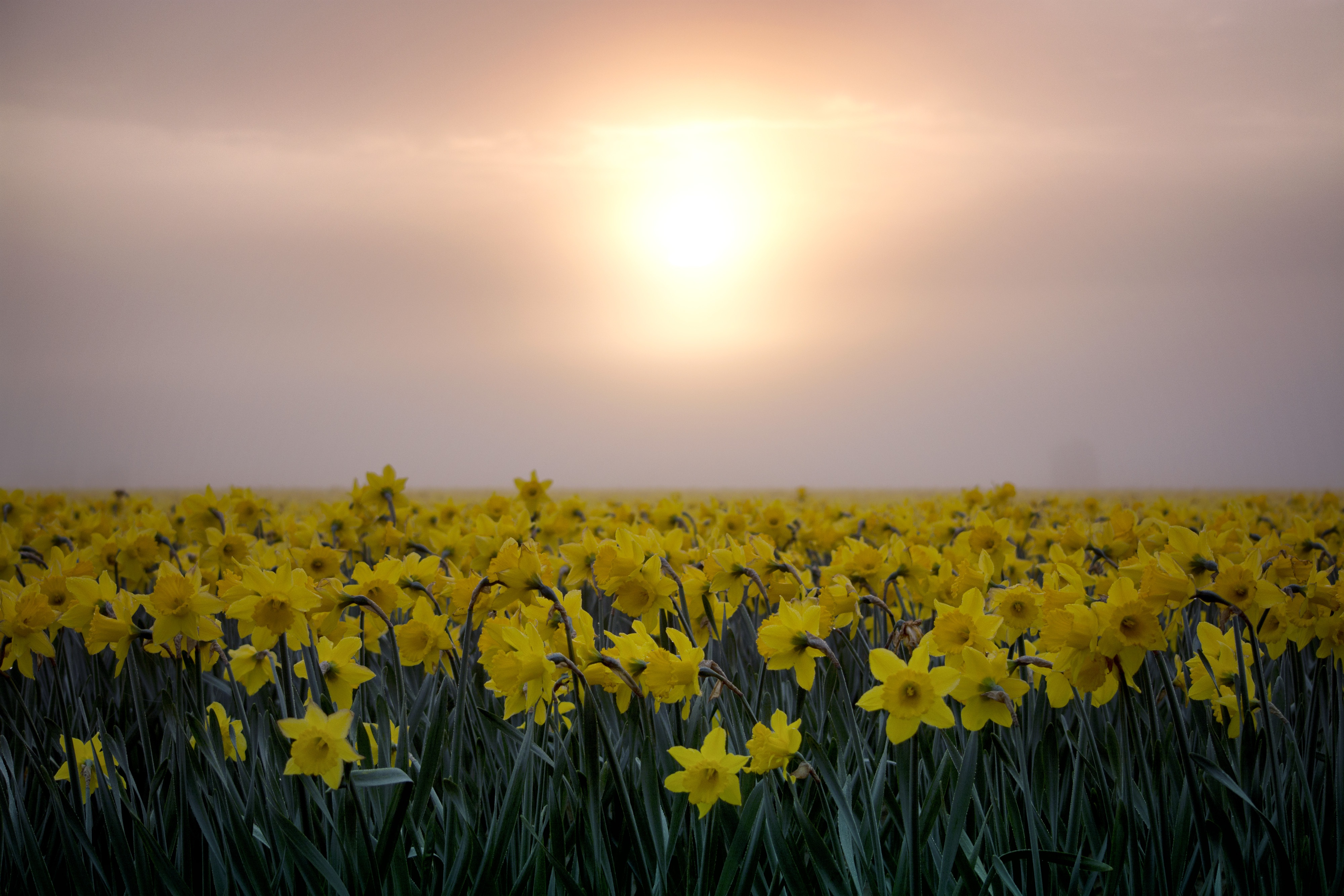 Download mobile wallpaper Nature, Flowers, Sun, Summer, Flower, Earth, Field, Yellow Flower, Daffodil for free.