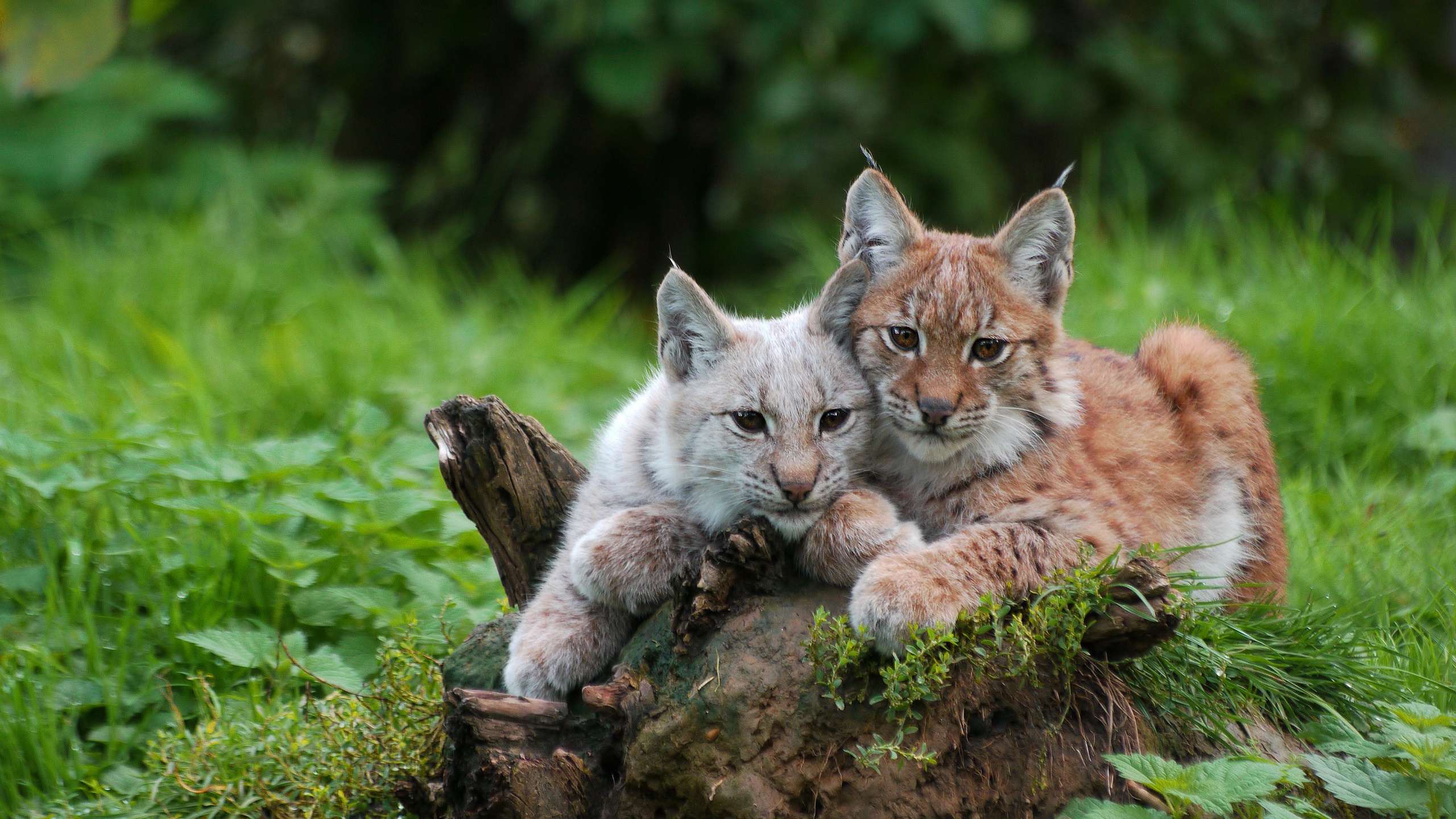 Descarga gratuita de fondo de pantalla para móvil de Animales, Gatos, Lince.