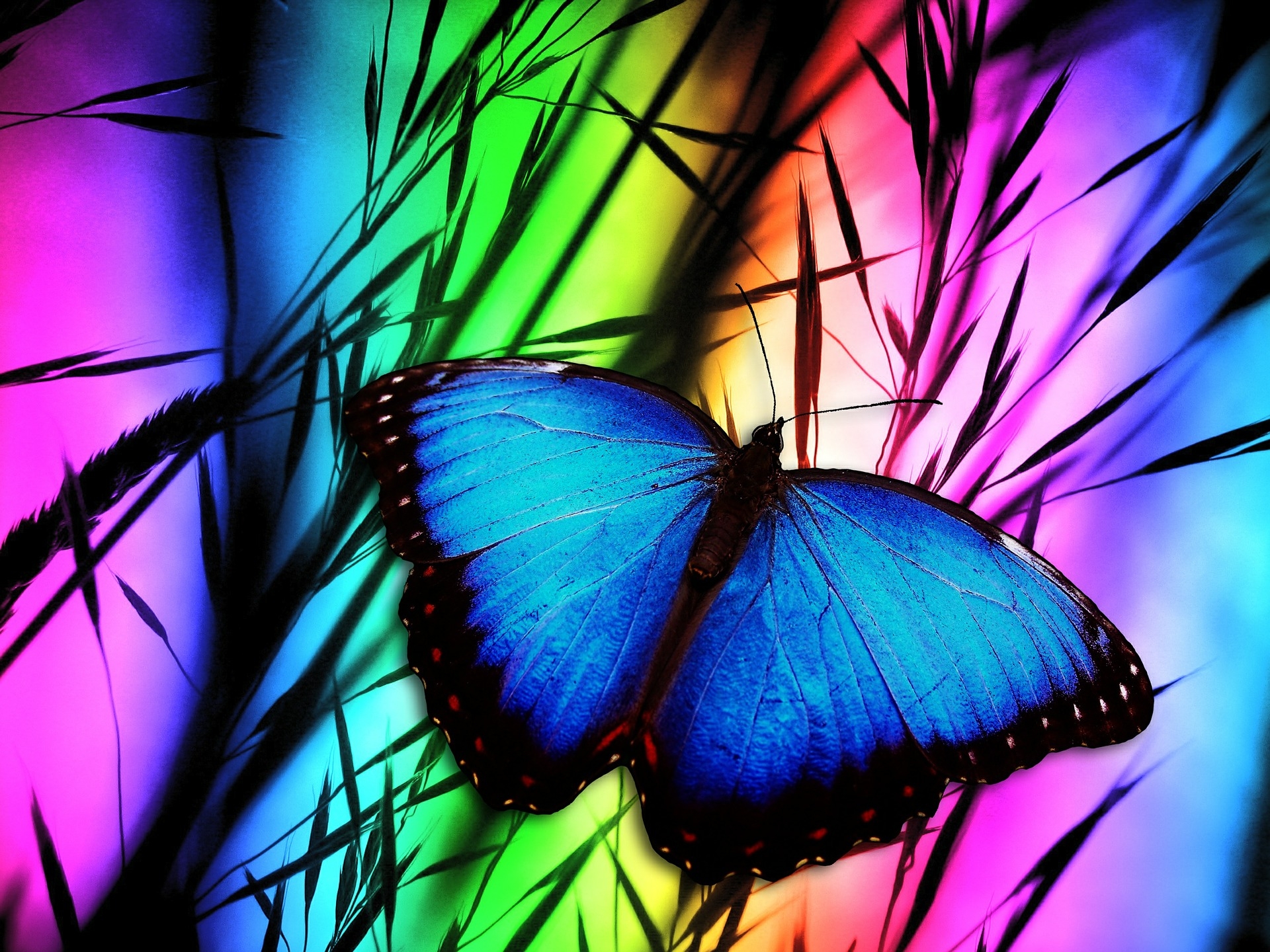 無料モバイル壁紙動物, 蝶, 青い, 色をダウンロードします。