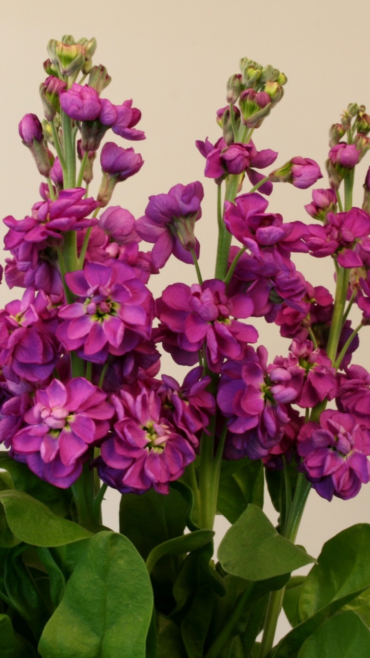 Download mobile wallpaper Flowers, Flower, Earth, Purple for free.