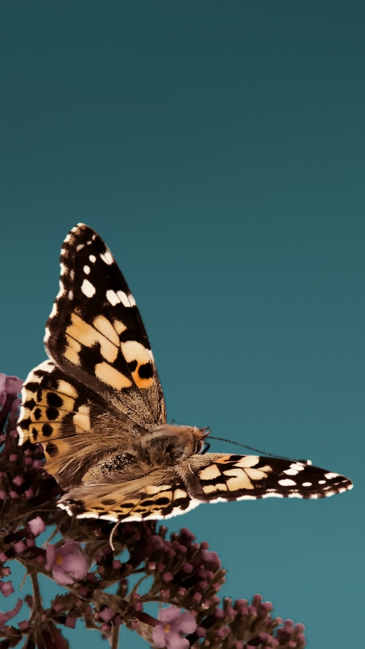 Download mobile wallpaper Butterfly, Animal for free.