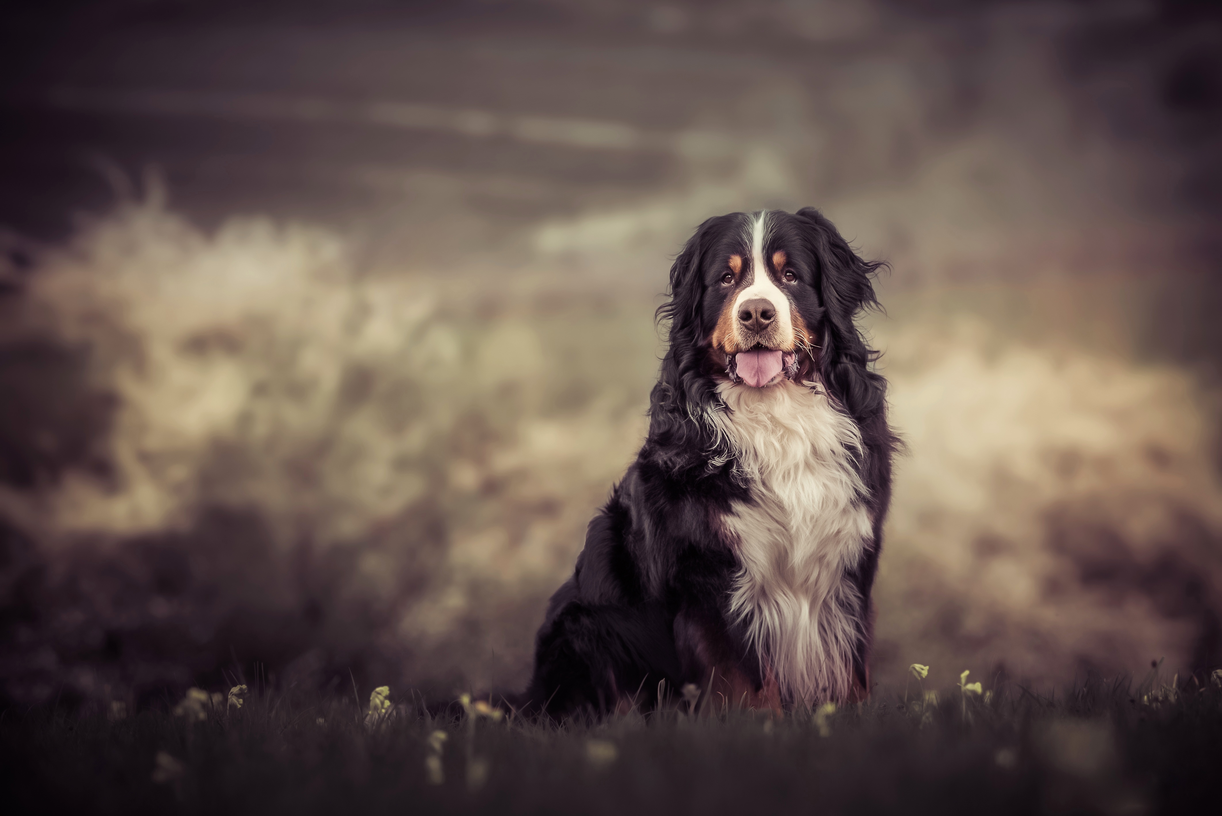 Download mobile wallpaper Dogs, Dog, Animal, Bernese Mountain Dog, Depth Of Field for free.