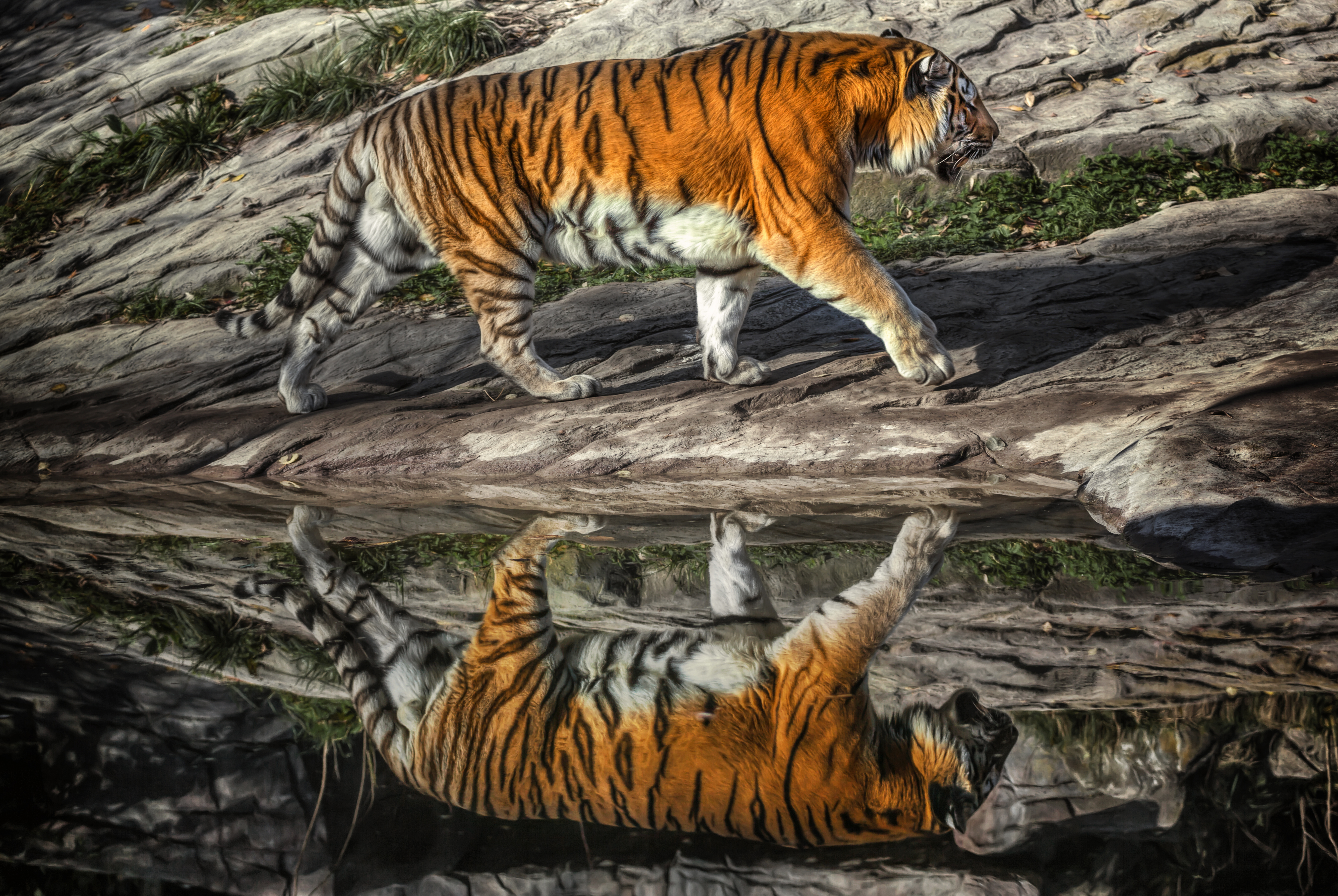 Download mobile wallpaper Cats, Reflection, Tiger, Animal for free.