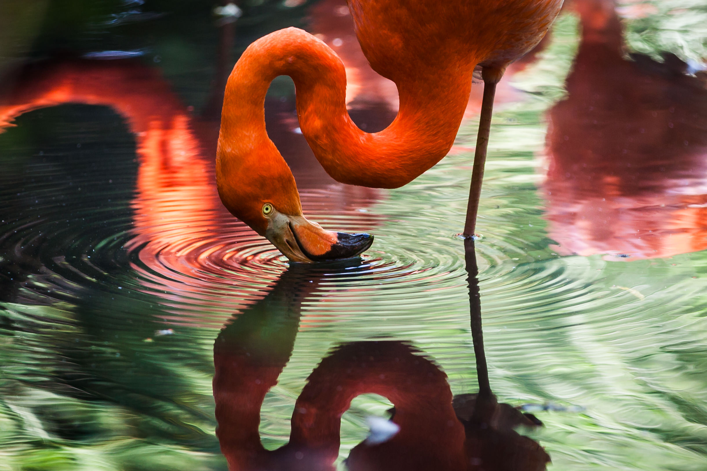 Download mobile wallpaper Birds, Water, Flamingo, Reflection, Bird, Animal for free.