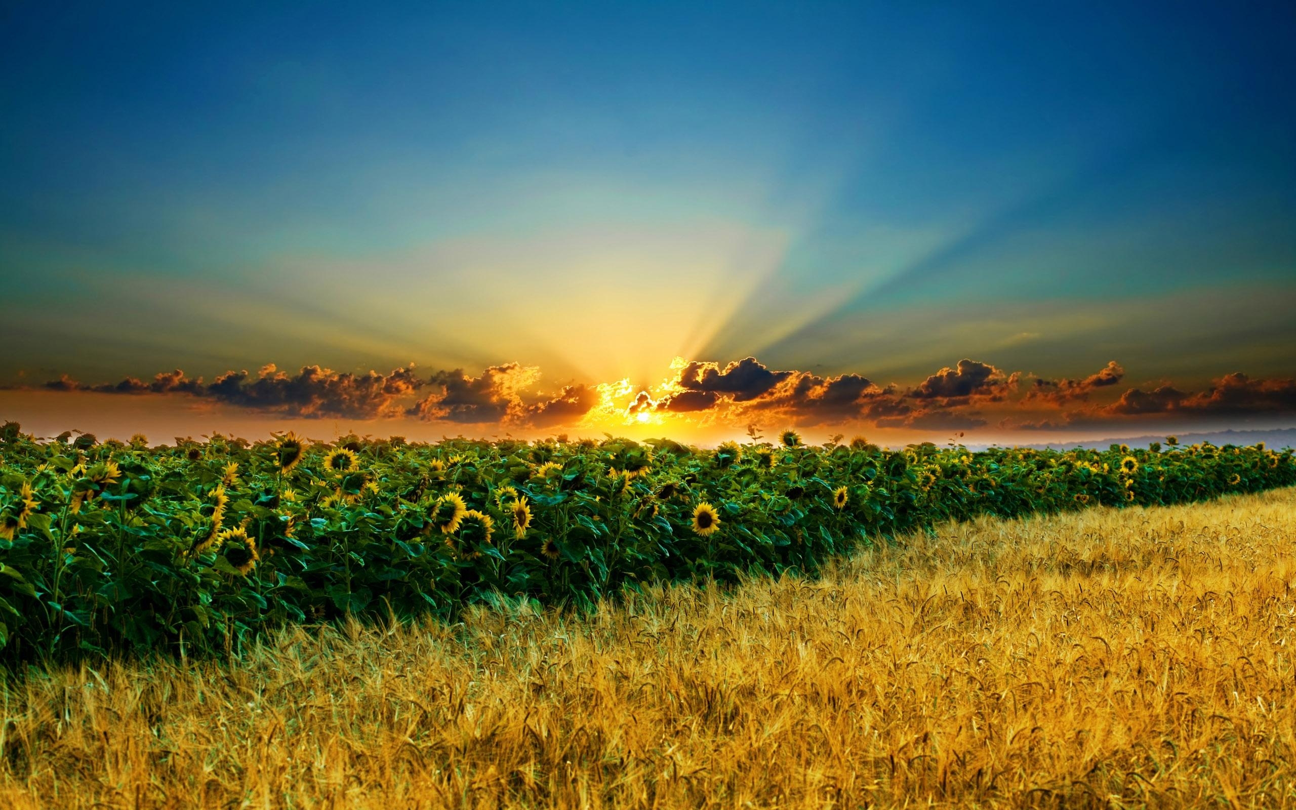 sunflowers, landscape, sunset, fields Desktop Wallpaper