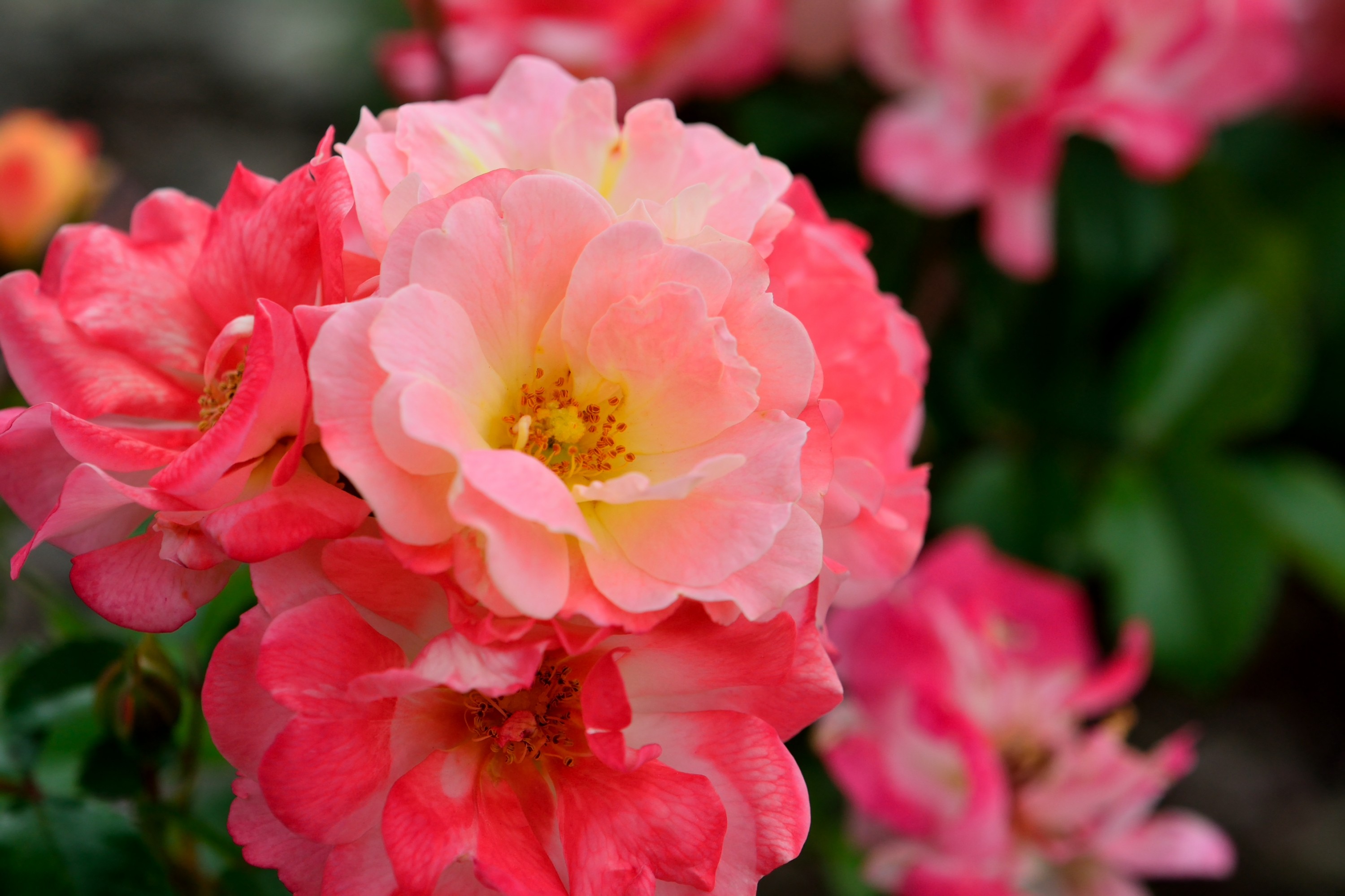 Téléchargez gratuitement l'image Fleurs, Rose, Fleur, Fermer, Floraison, Terre/nature, Fleur Rose sur le bureau de votre PC