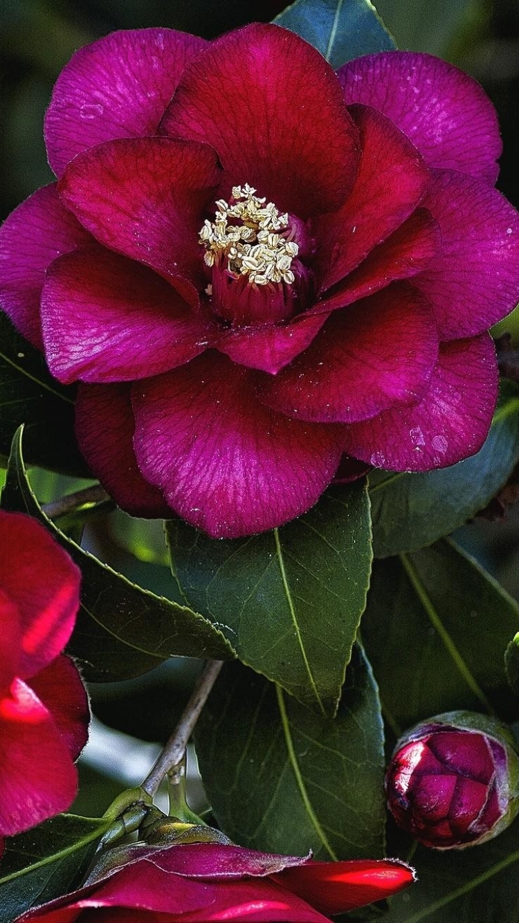 Download mobile wallpaper Flowers, Flower, Close Up, Leaf, Earth, Camellia, Pink Flower for free.