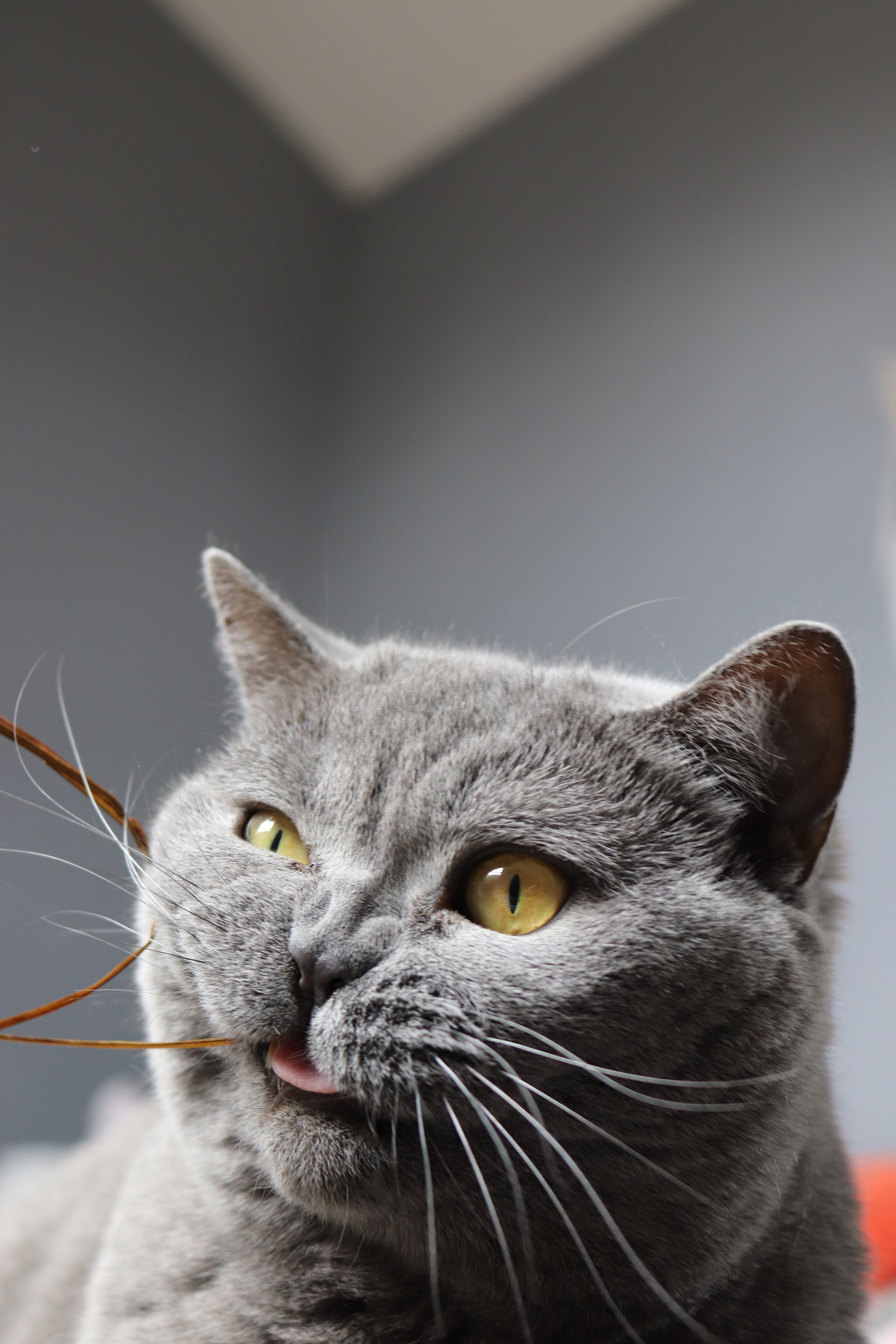 Descarga gratis la imagen Gato, Mascota, Fresco, Gracioso, Animales en el escritorio de tu PC