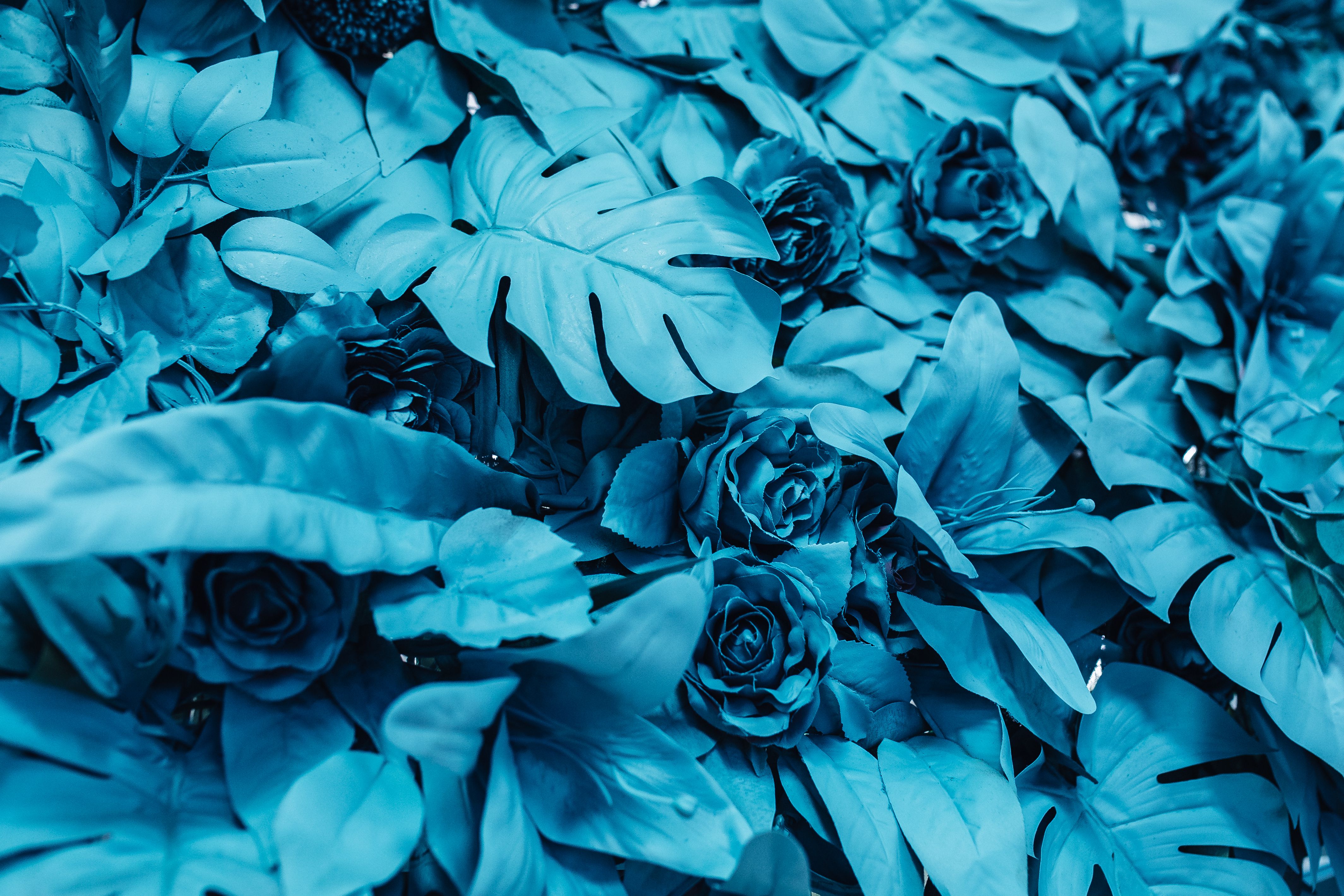 Скачать обои бесплатно Голубой, Краска, Цветы, Листья, Розы картинка на рабочий стол ПК