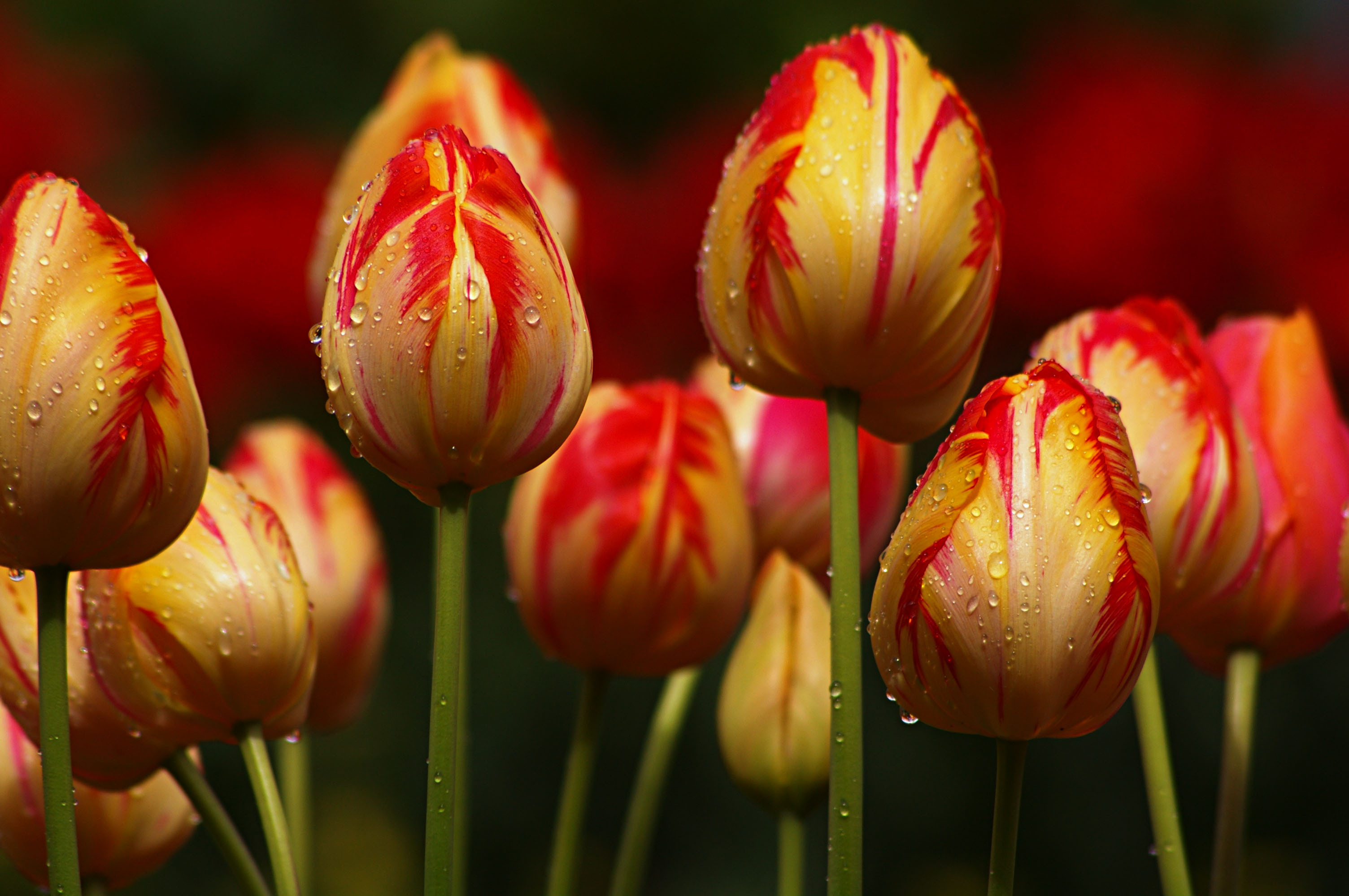 Download mobile wallpaper Tulip, Macro, Flowers, Nature, Flower, Earth for free.
