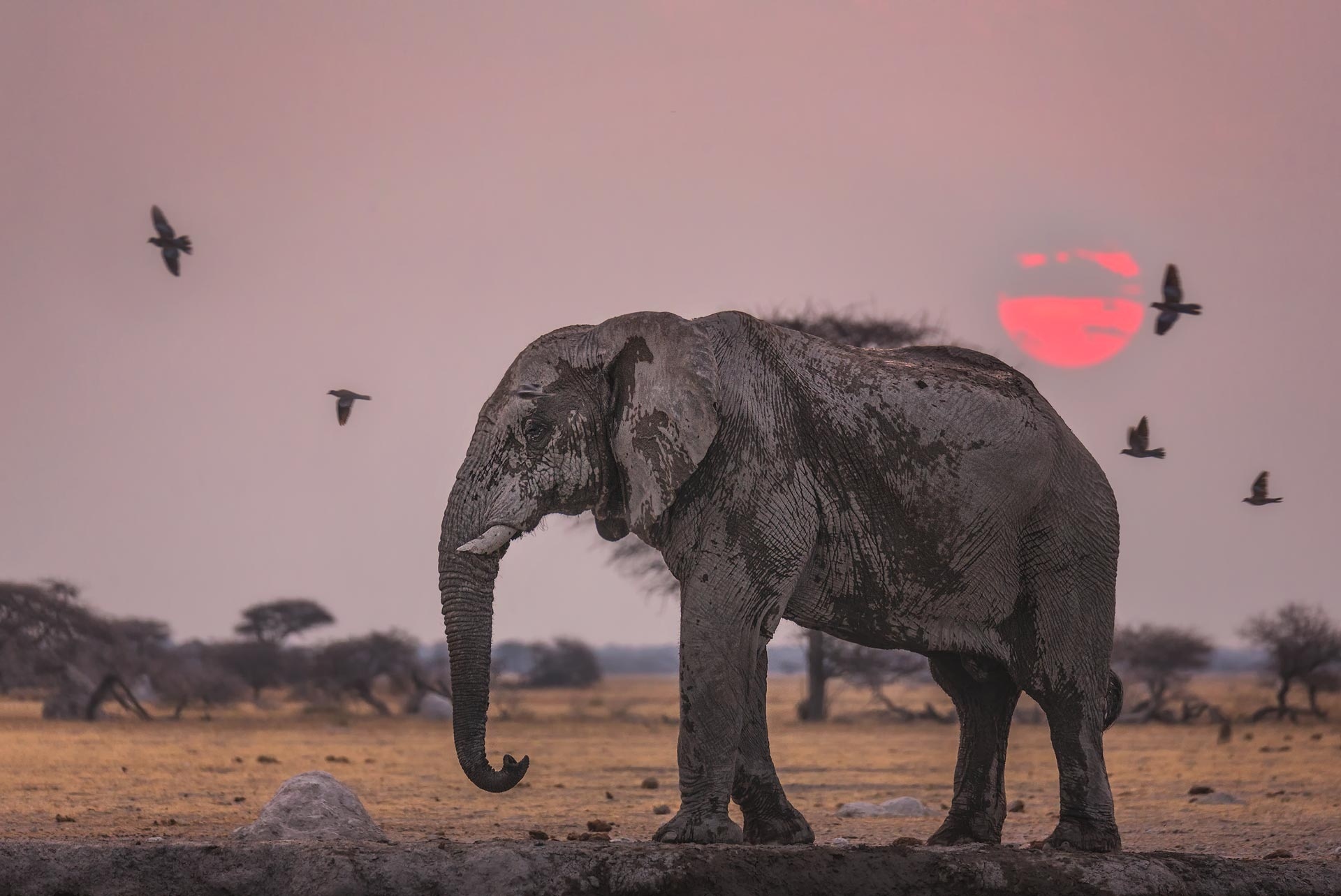 Download mobile wallpaper Sunset, Elephants, Animal, Africa, Savannah, African Bush Elephant for free.