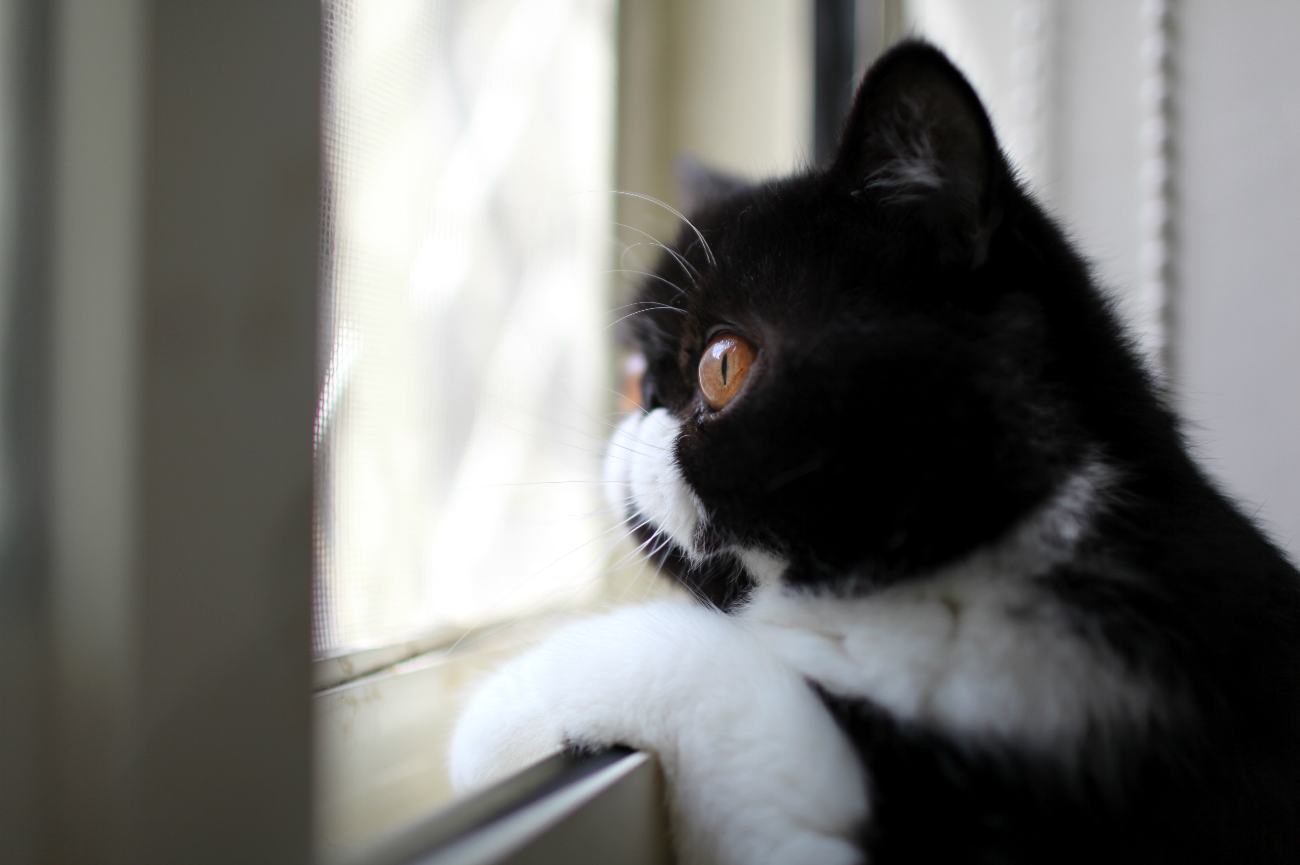 54215 скачать картинку животные, кот, взгляд, окрас, профиль, черно белый, смотрит в окно - обои и заставки бесплатно