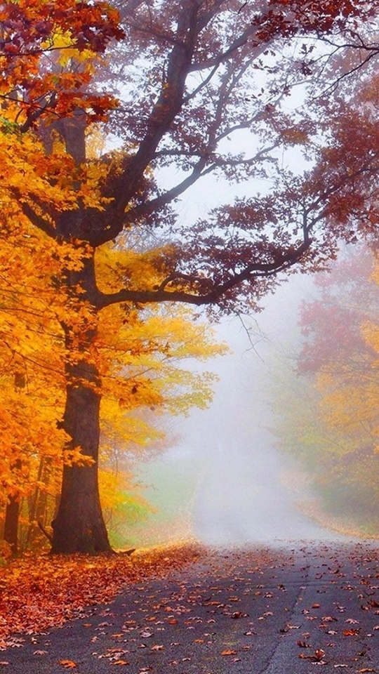 Handy-Wallpaper Herbst, Straße, Wald, Baum, Nebel, Menschengemacht kostenlos herunterladen.