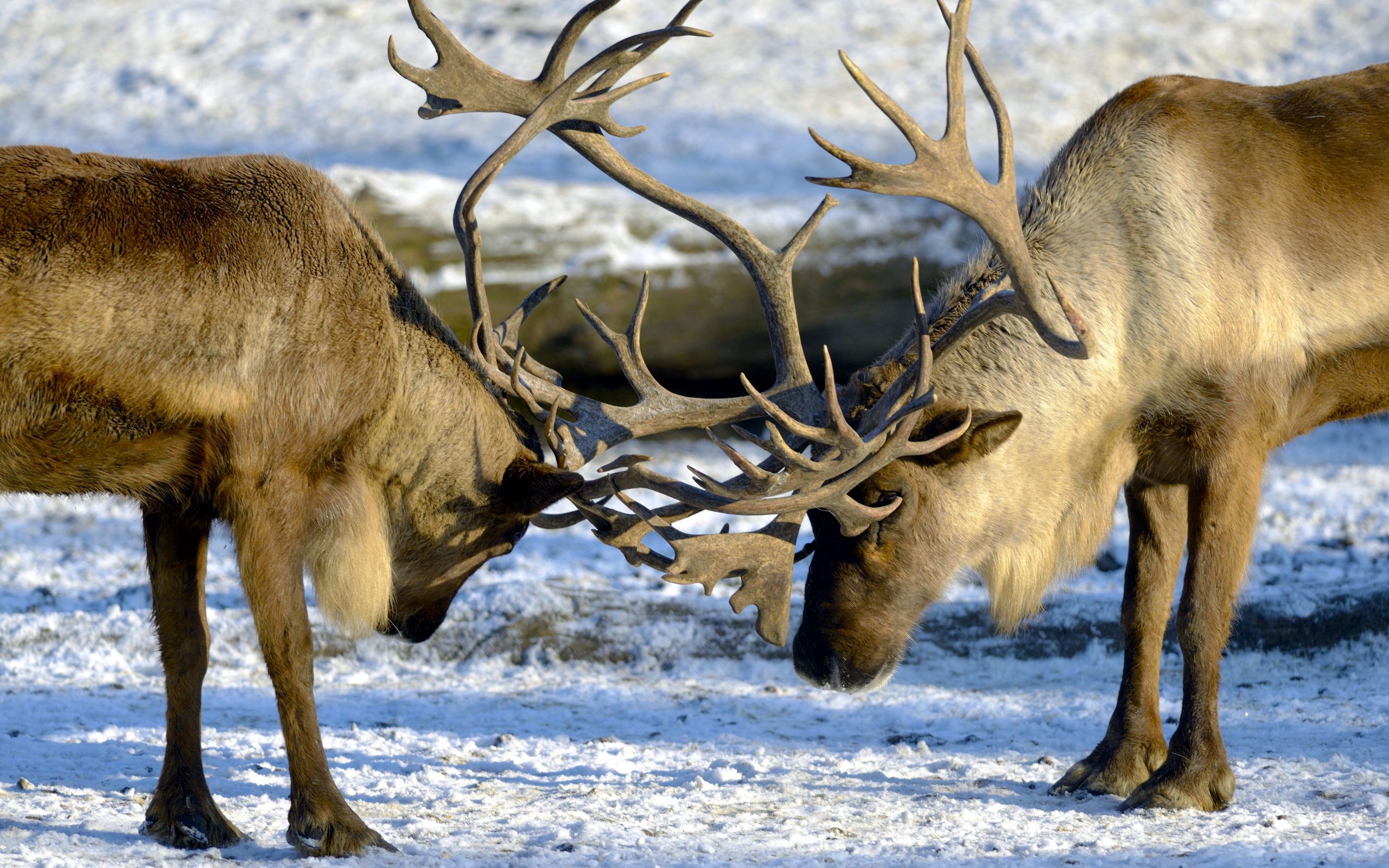 Download PC Wallpaper animals, nature, deers, couple, pair, horns
