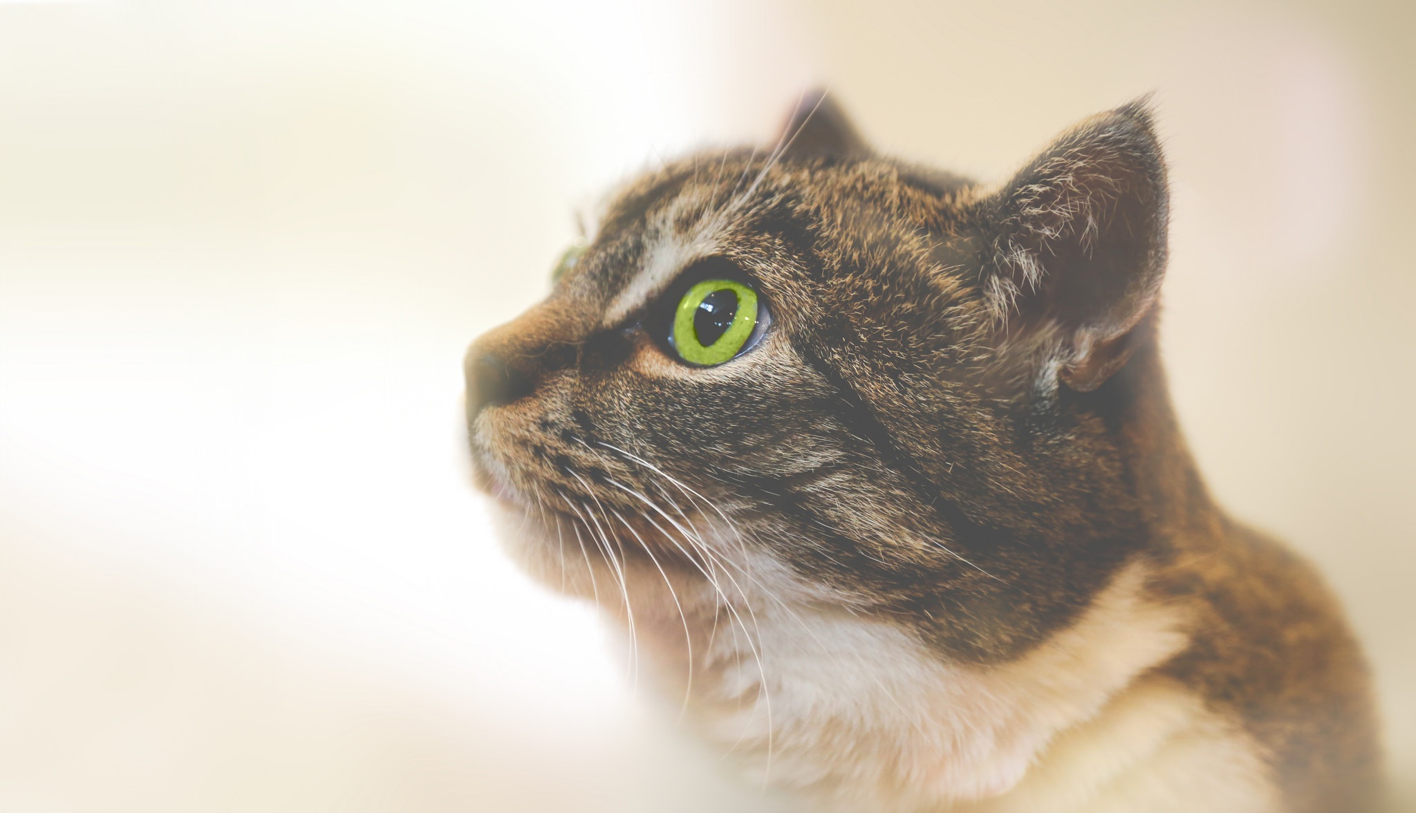 Download mobile wallpaper Cats, Cat, Animal, Green Eyes for free.