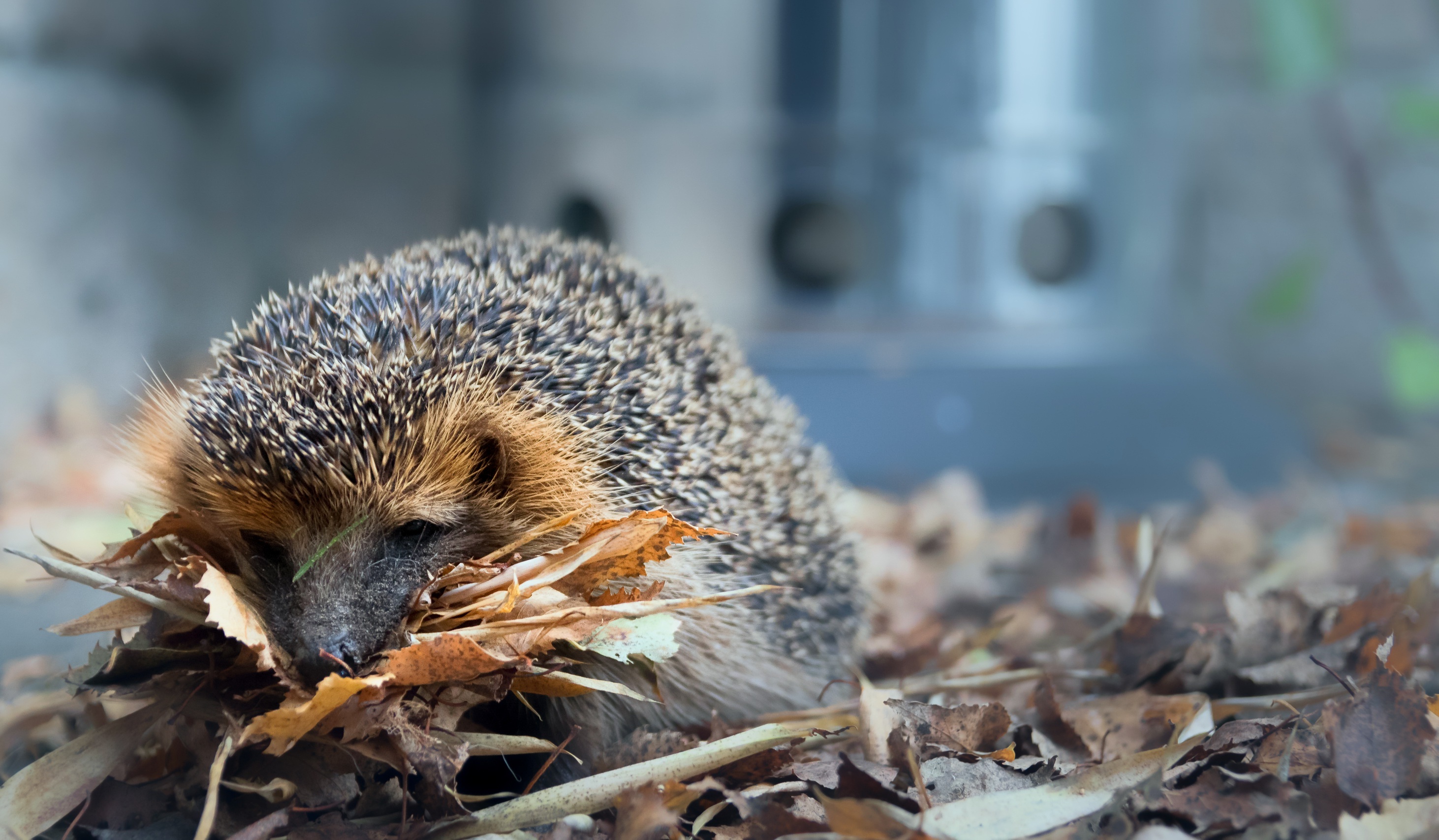 Free download wallpaper Animal, Hedgehog, Depth Of Field on your PC desktop