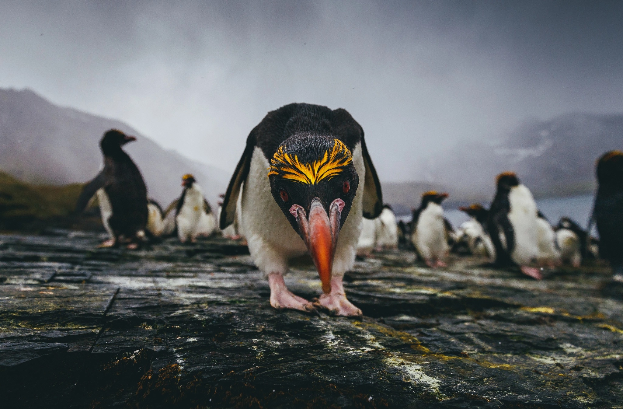 無料モバイル壁紙動物, 鳥, ペンギン, 見詰める, イワトビペンギンをダウンロードします。