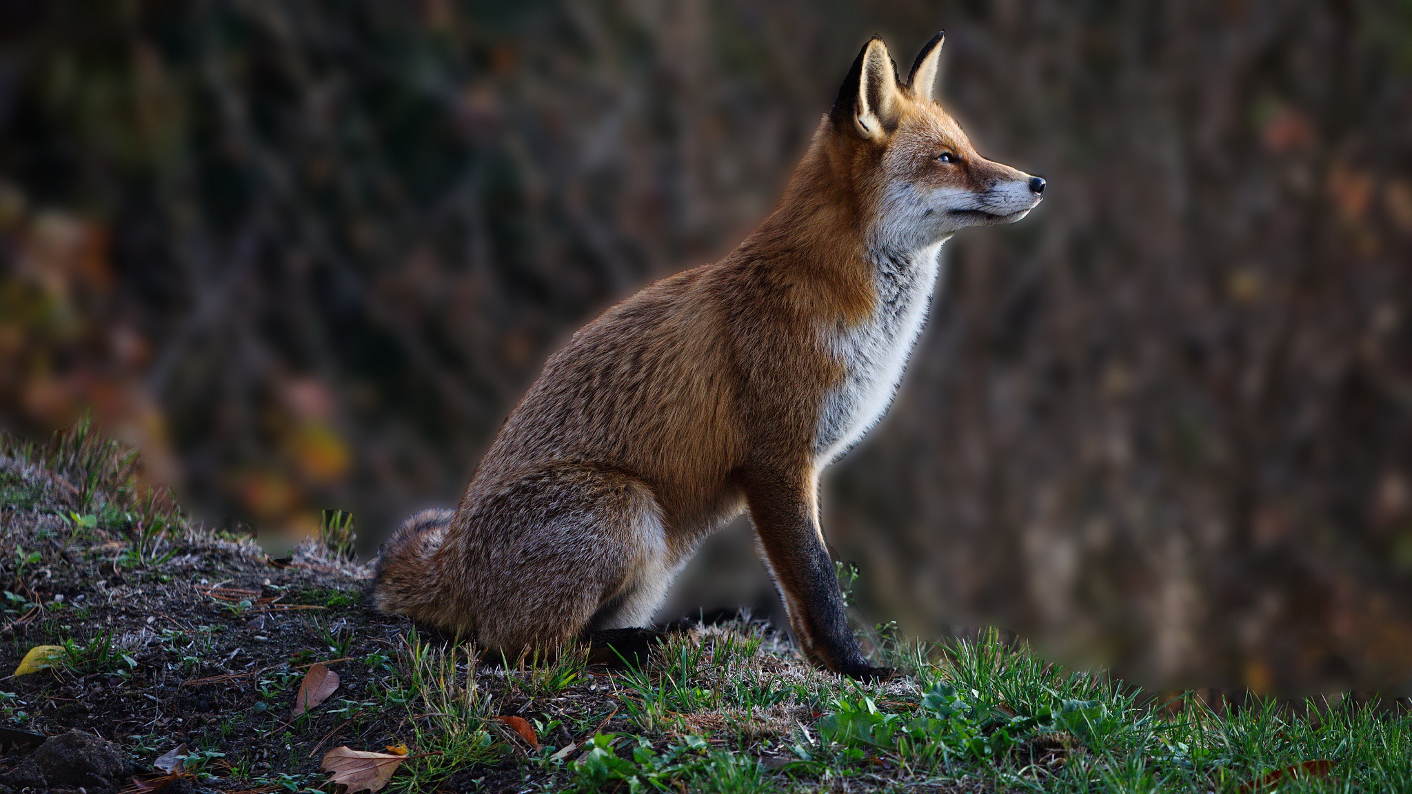 Handy-Wallpaper Tiere, Fuchs kostenlos herunterladen.