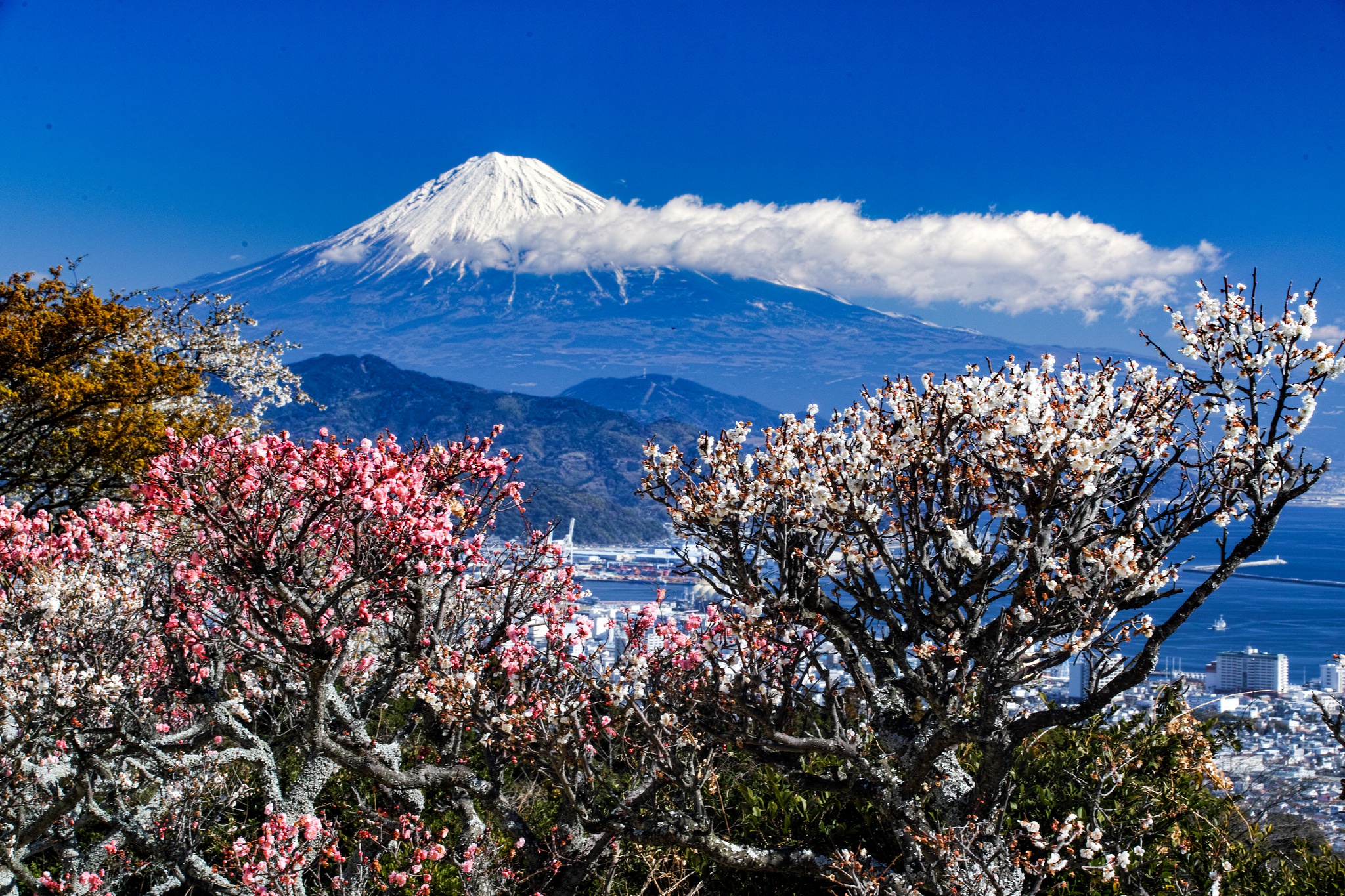 Download mobile wallpaper Landscape, Nature, Mountain, Earth, Japan, Cloud, Volcano, Mount Fuji, Blossom, Volcanoes for free.