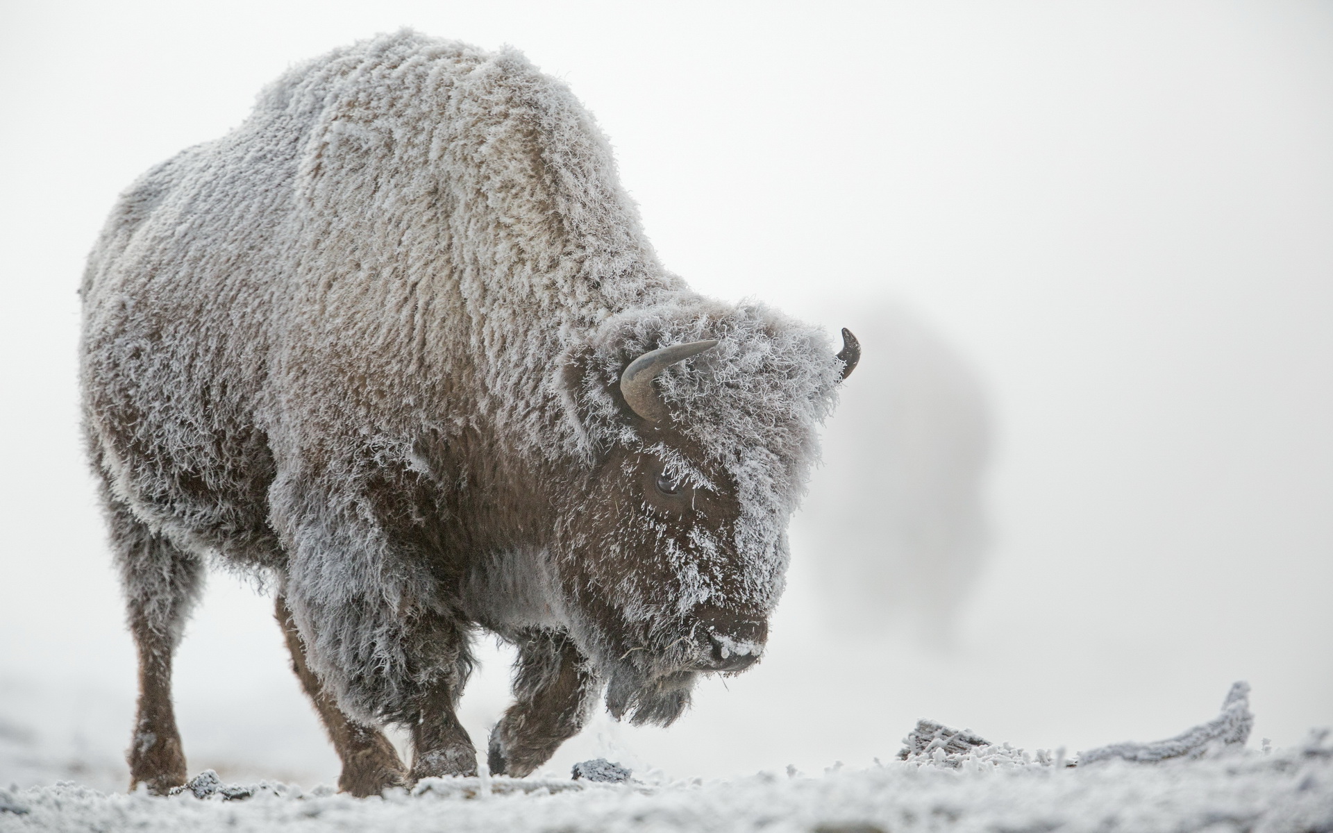 673308 Bild herunterladen tiere, amerikanischer bison - Hintergrundbilder und Bildschirmschoner kostenlos