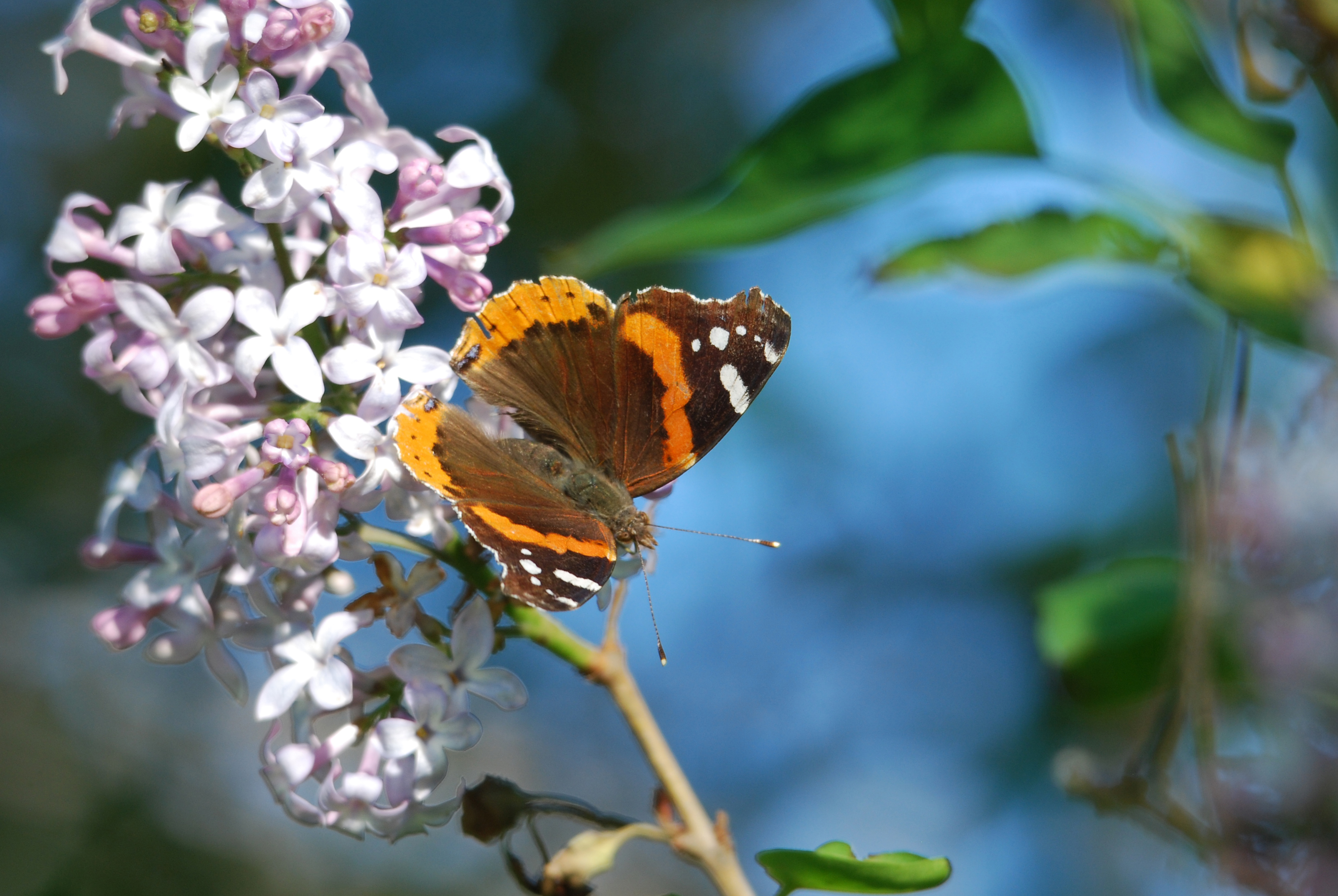 Descarga gratis la imagen Animales, Mariposa en el escritorio de tu PC