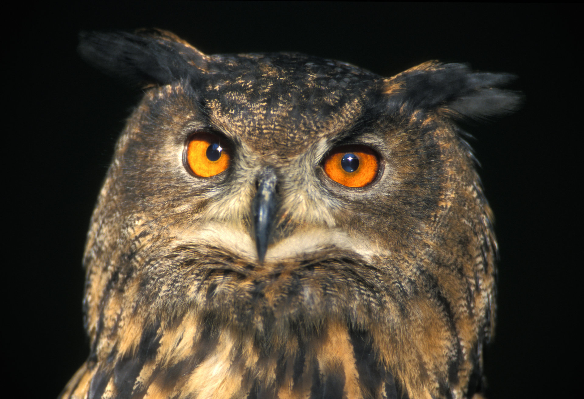 Téléchargez des papiers peints mobile Animaux, Hibou, Des Oiseaux gratuitement.