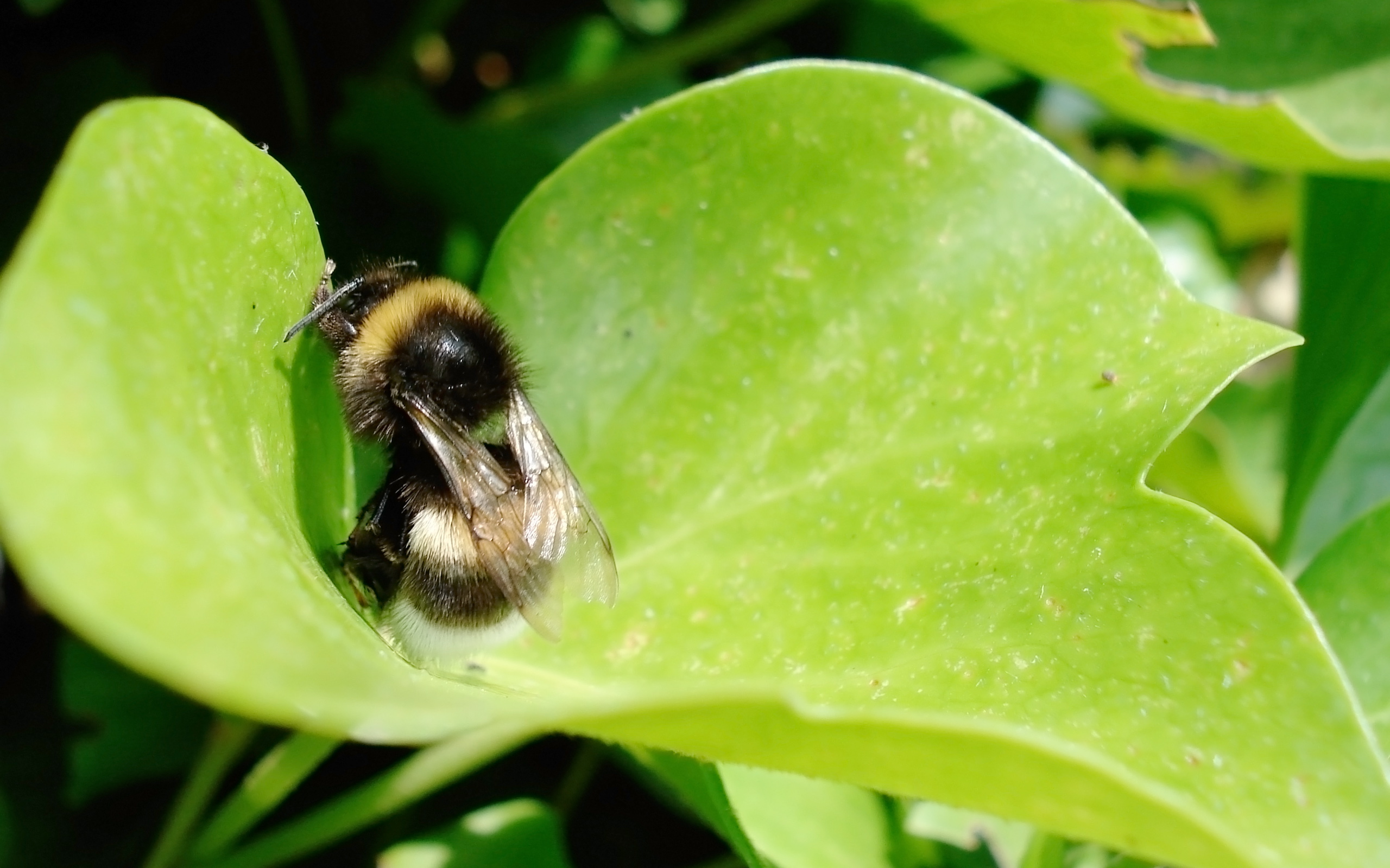 167185 descargar imagen animales, abeja, abejorro, de cerca, hoja, insectos: fondos de pantalla y protectores de pantalla gratis