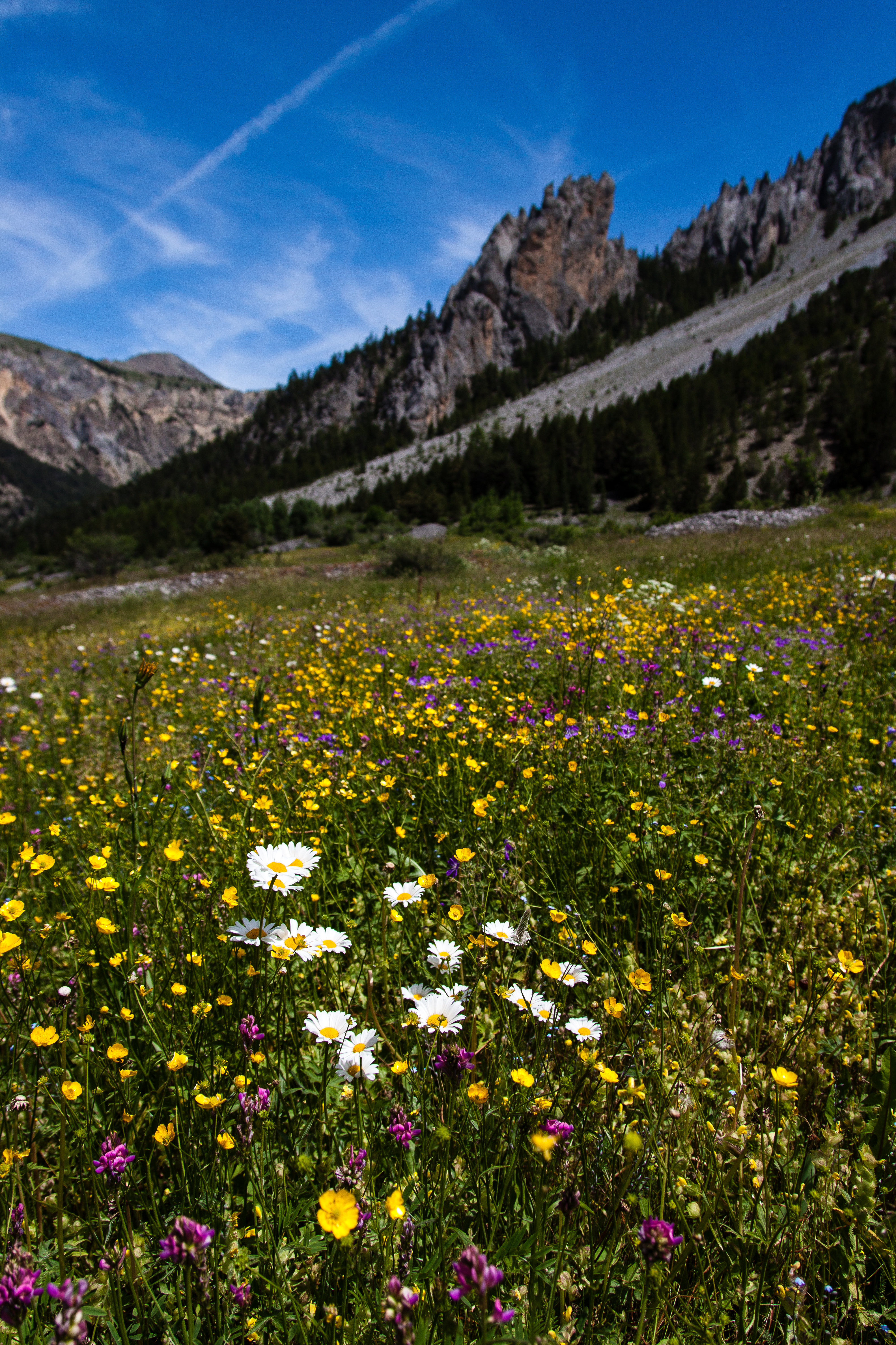 nature, flowers, rocks, field, slope, wildflowers