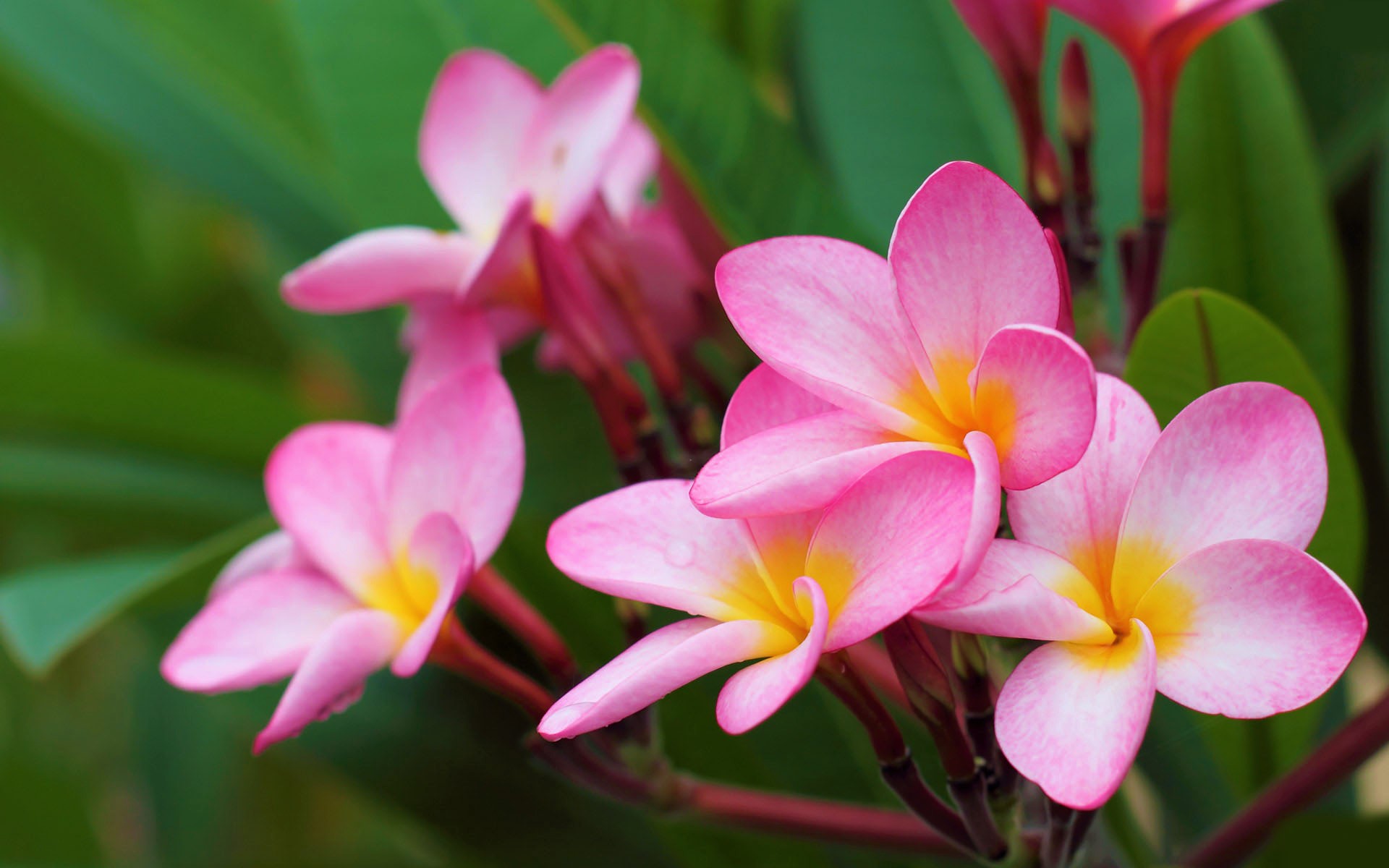 Download mobile wallpaper Flowers, Flower, Earth, Plumeria, Frangipani, Pink Flower for free.