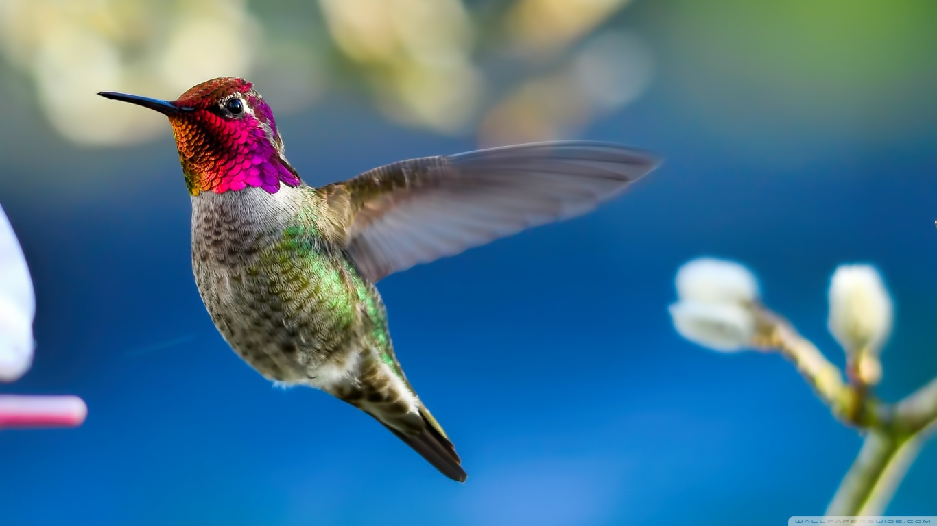 329257 descargar imagen animales, colibrí, ave, aves: fondos de pantalla y protectores de pantalla gratis