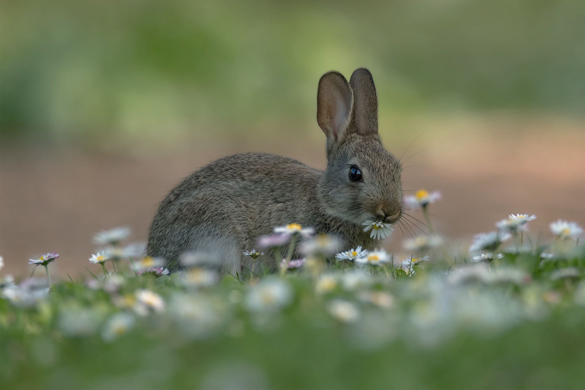 Free download wallpaper Animal, Chamomile, Hare on your PC desktop